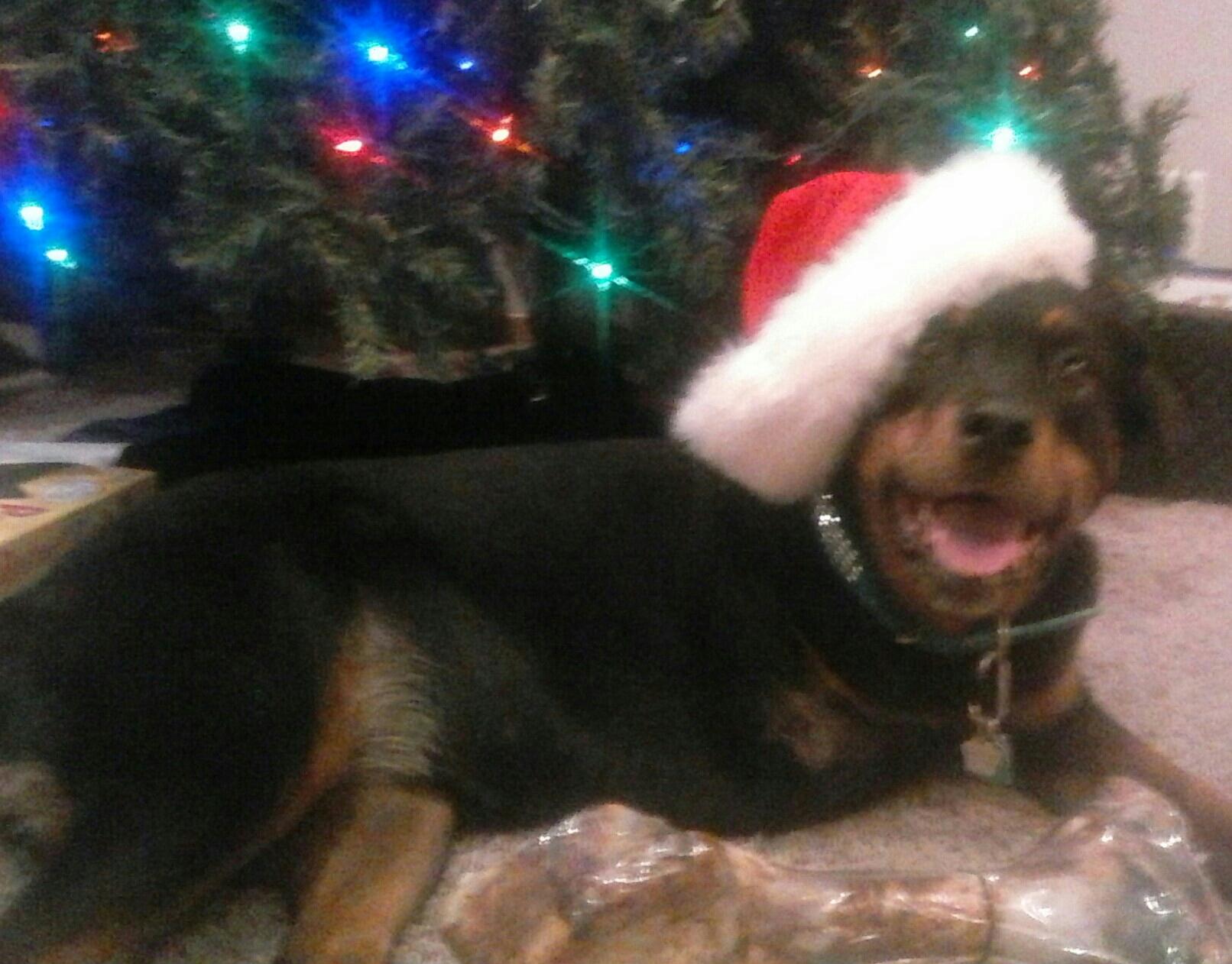 Merry Christmas everyone! Rottweiler