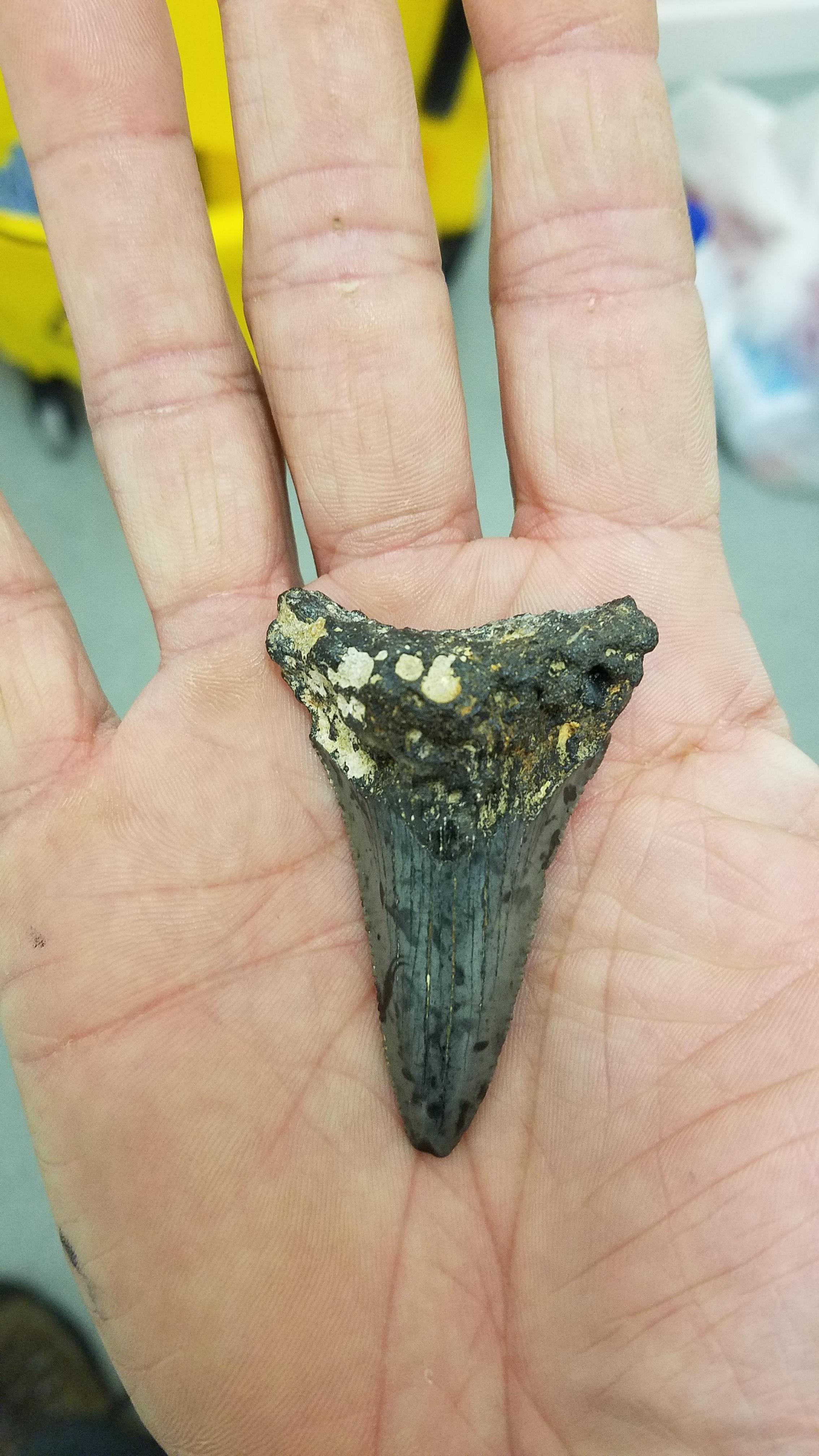 Found this shark tooth in a pile of dirt and gravel I was moving with a