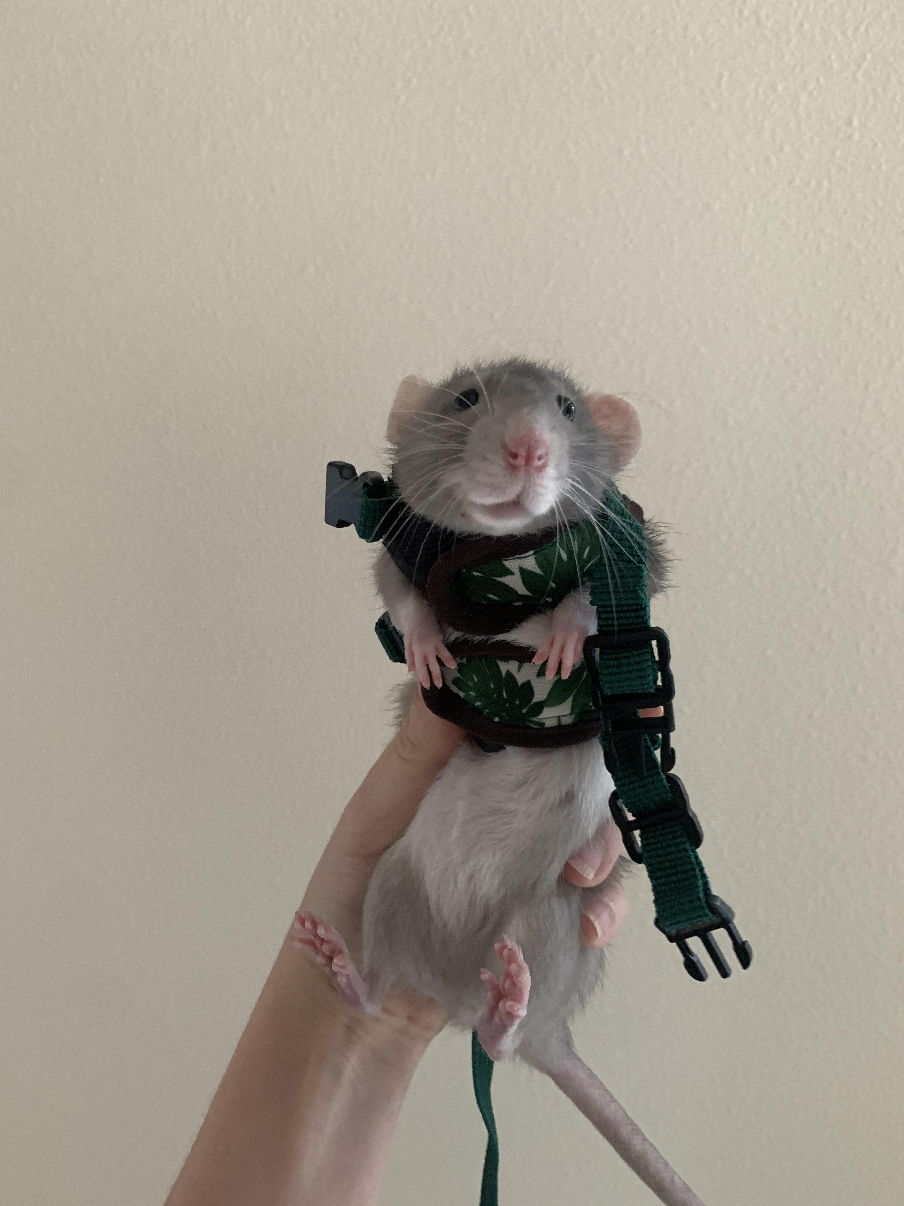 trying a harness on Remy for the first time .. doesn’t exactly fit 😂 if