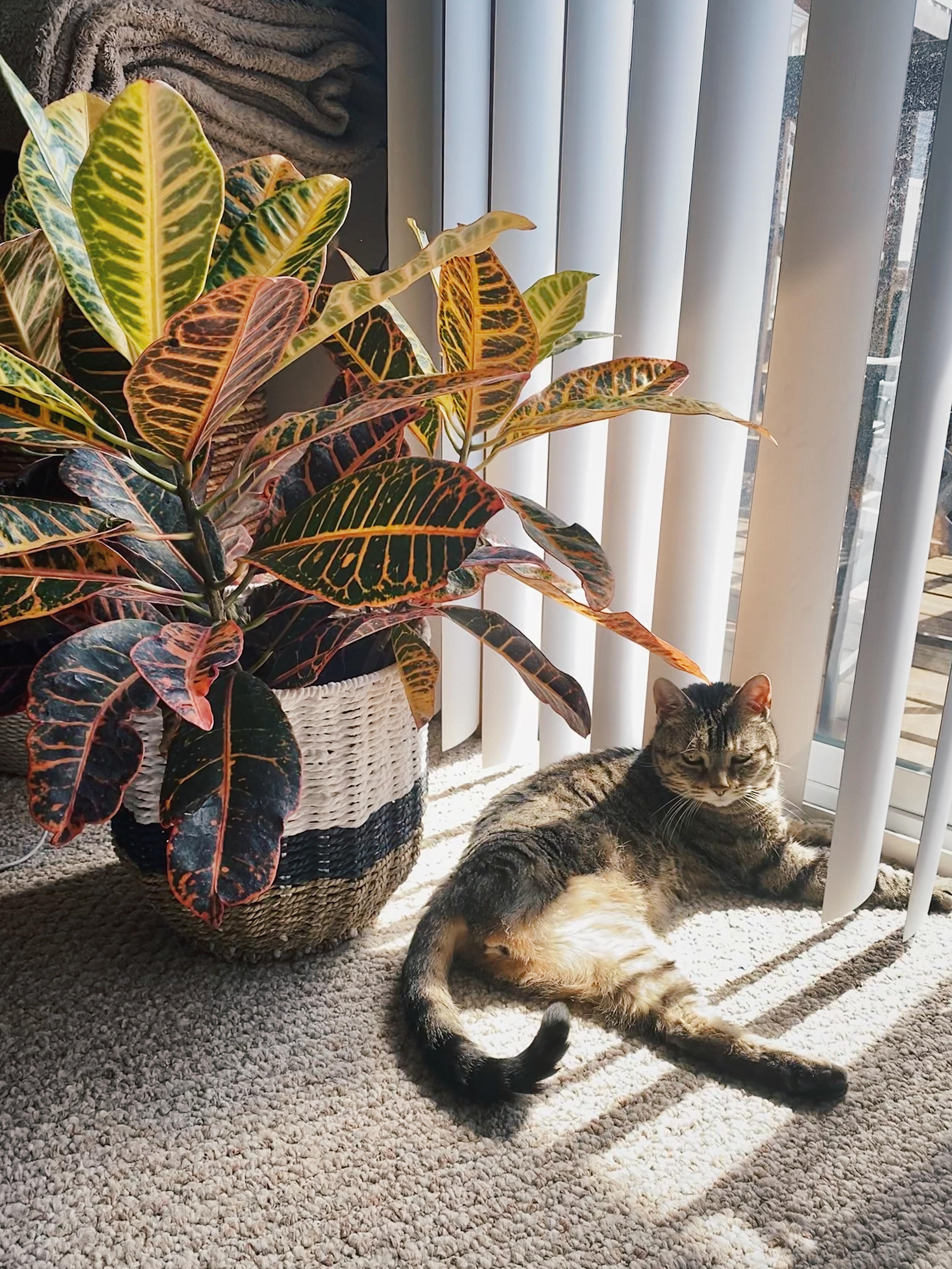 Just a three legged cat and a croton 🌿 r/houseplants