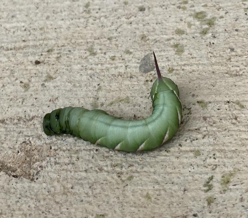 What type of caterpillar is this? Found in Austin TX on my front porch. r/caterpillars