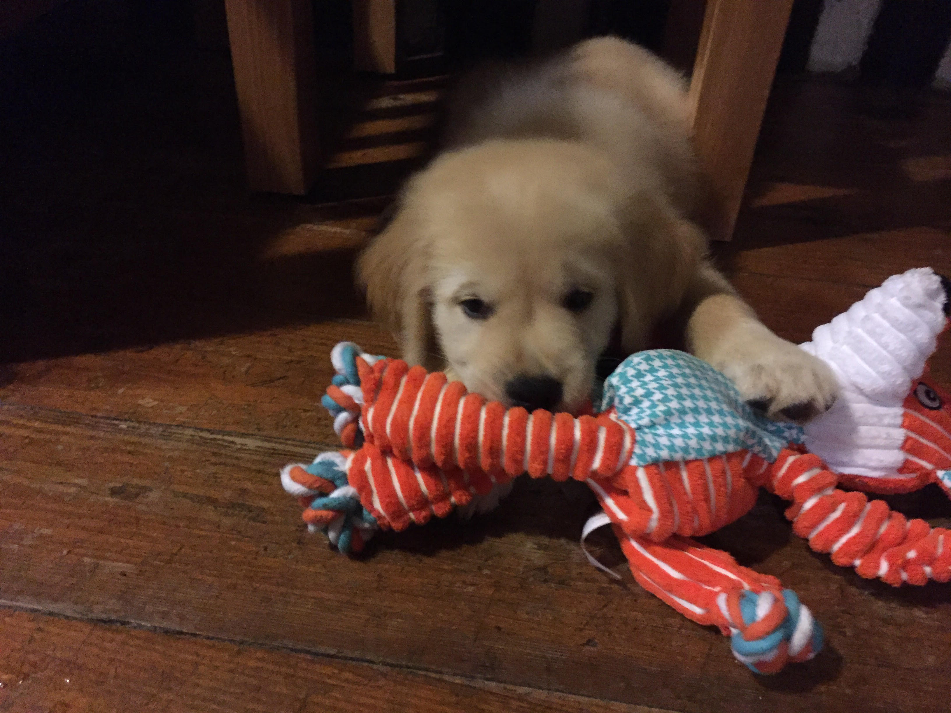 I get to hug him, pet him, and call him r/goldenretrievers