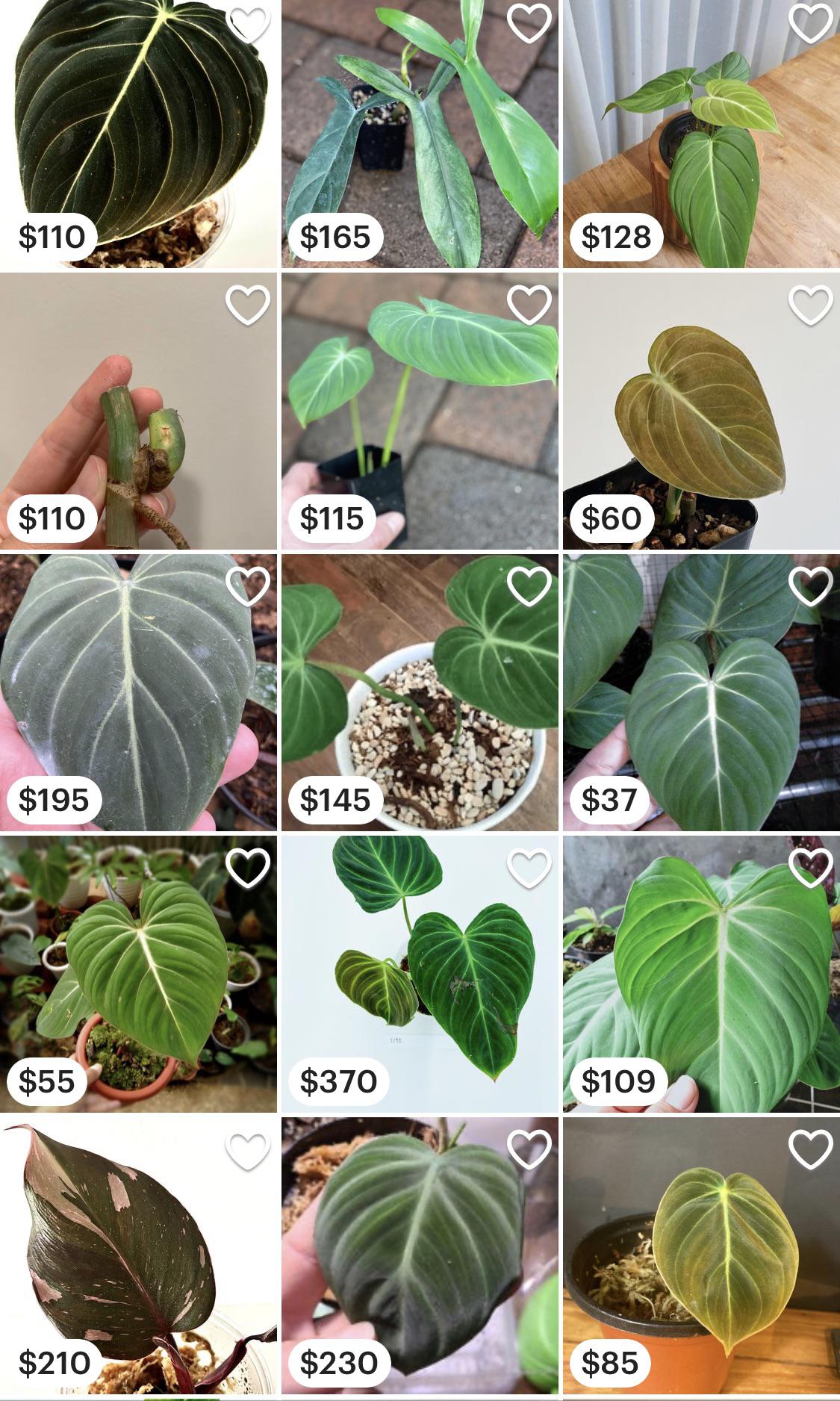 Can we talk about the ridiculous cost of plants, and they just keep