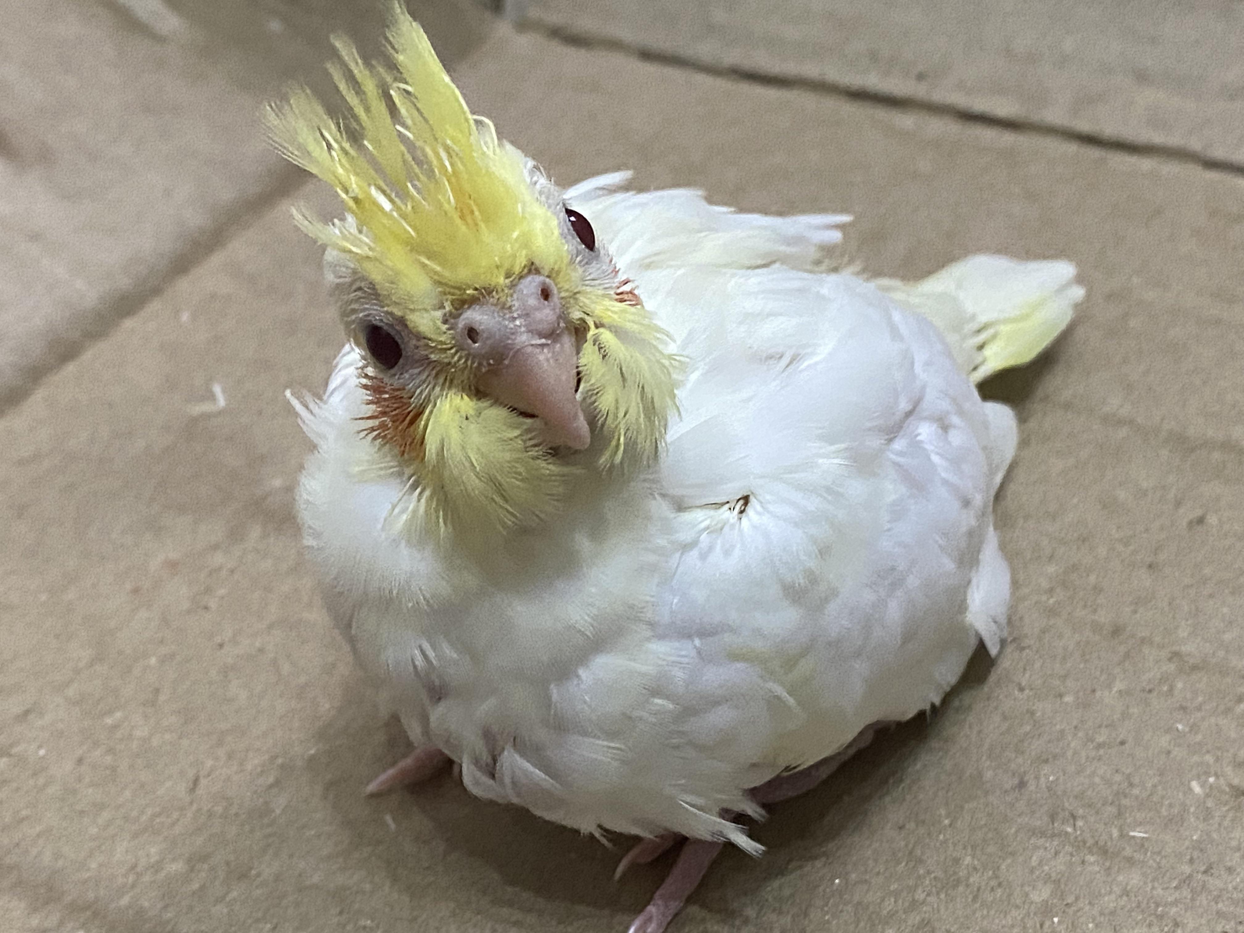 My baby Cockatiel (27 days old) r/Eyebleach