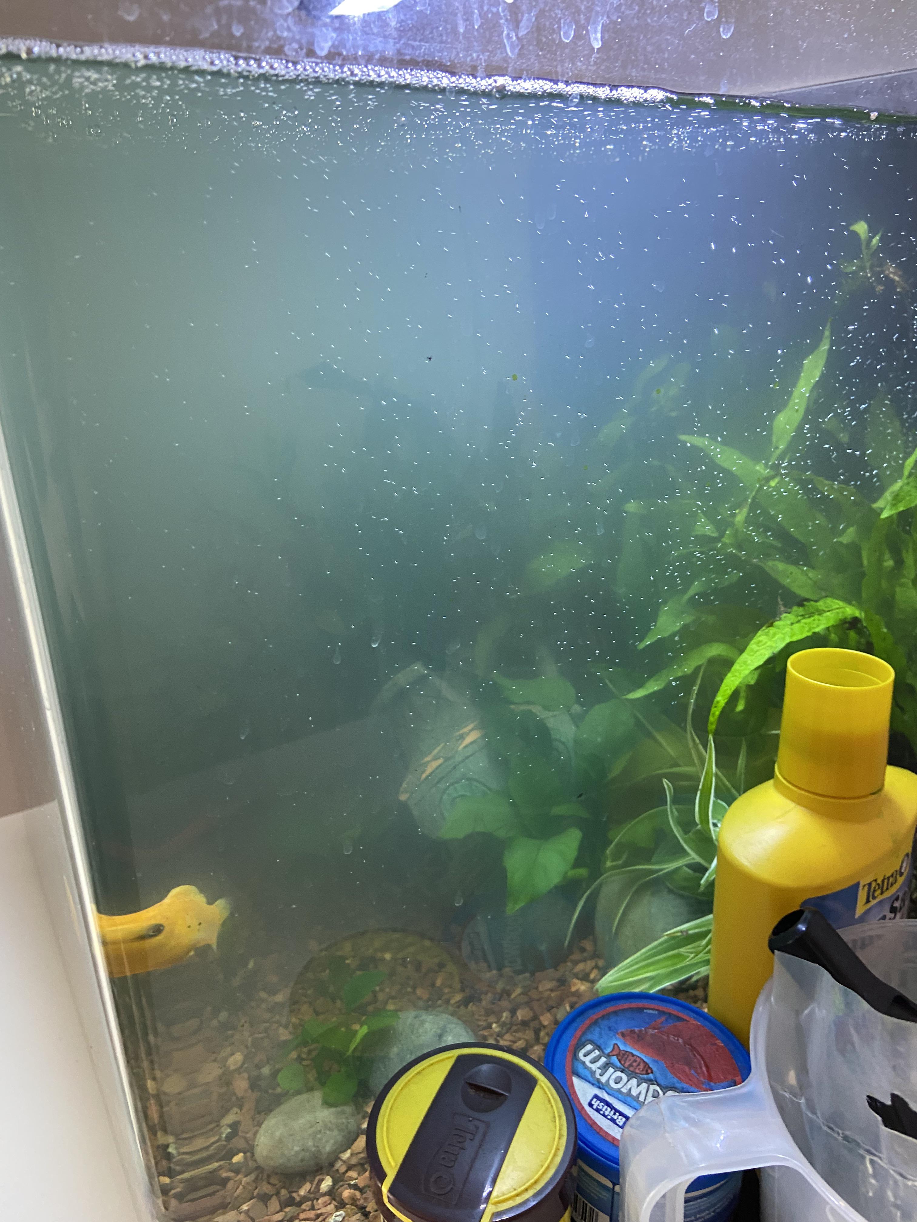 Help with cloudy fish tank r/fishtank