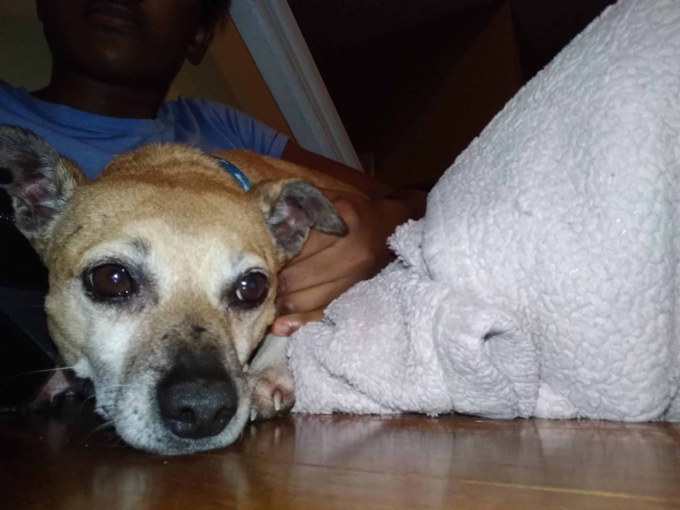 Small Pupper That Loves To Play Like Sitting On My Lap When