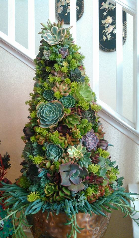 Living Succulent ChristmasTree made with over 500 fresh succulent