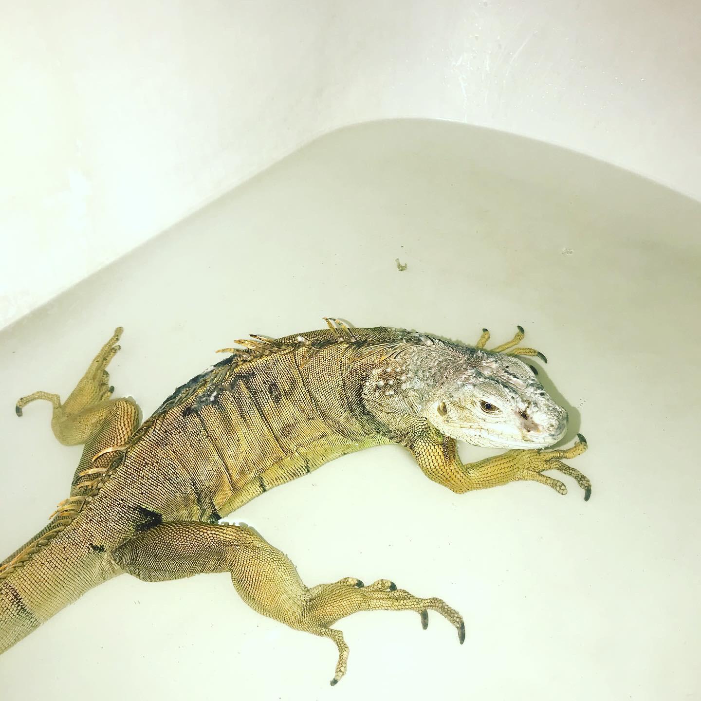 I sadly don't have an iguana (y e t) but I was wondering do iguanas