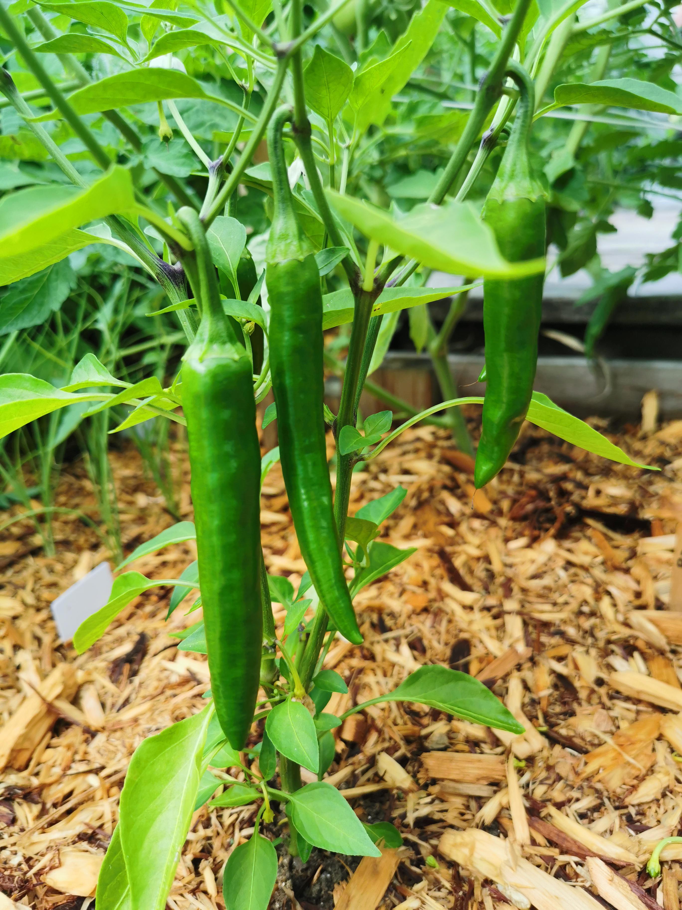 I planted seeds I harvested from jalapeños. The mother plant was next