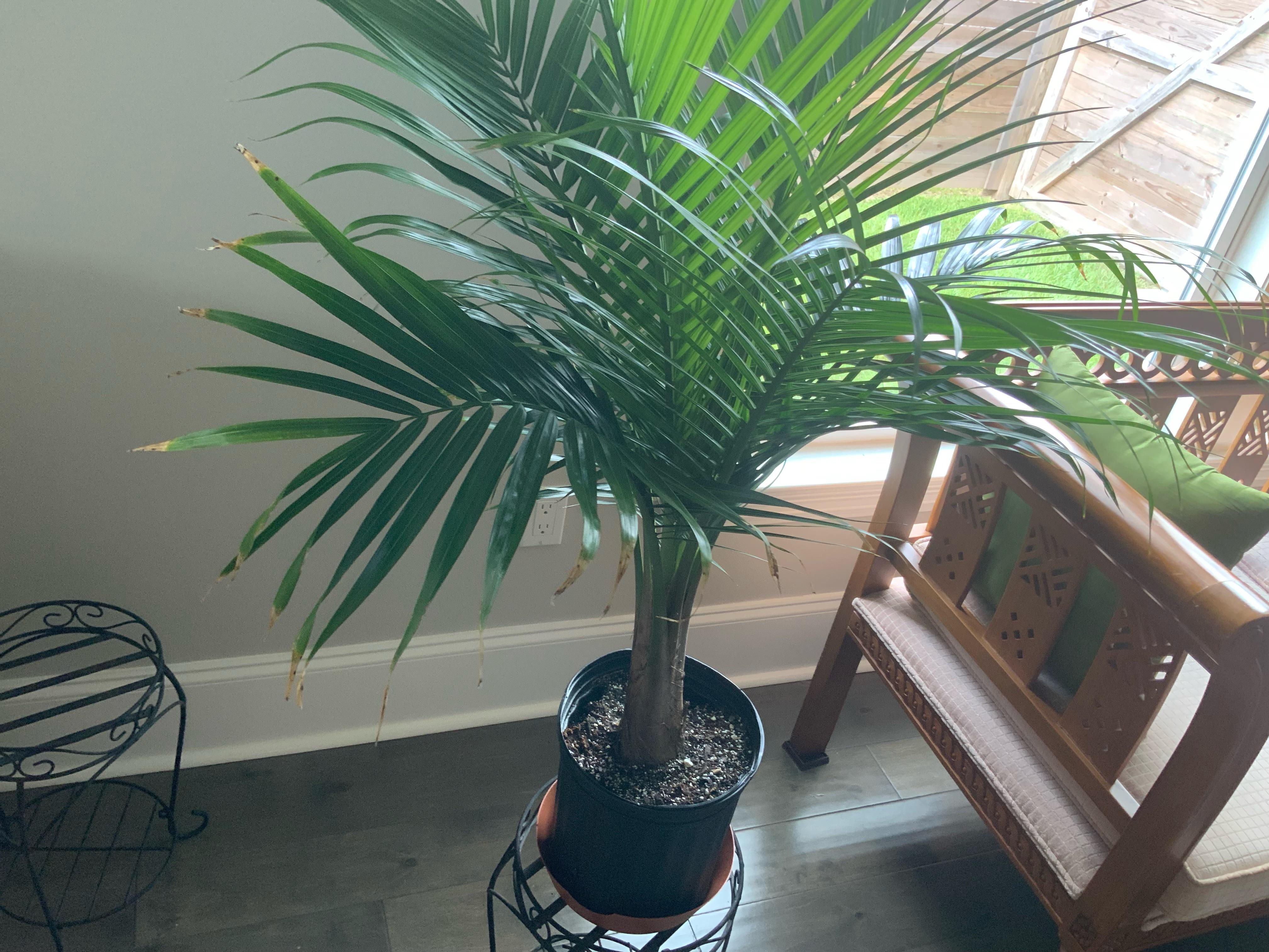 Need help with Majesty palm, not enough sunlight or too much sunlight