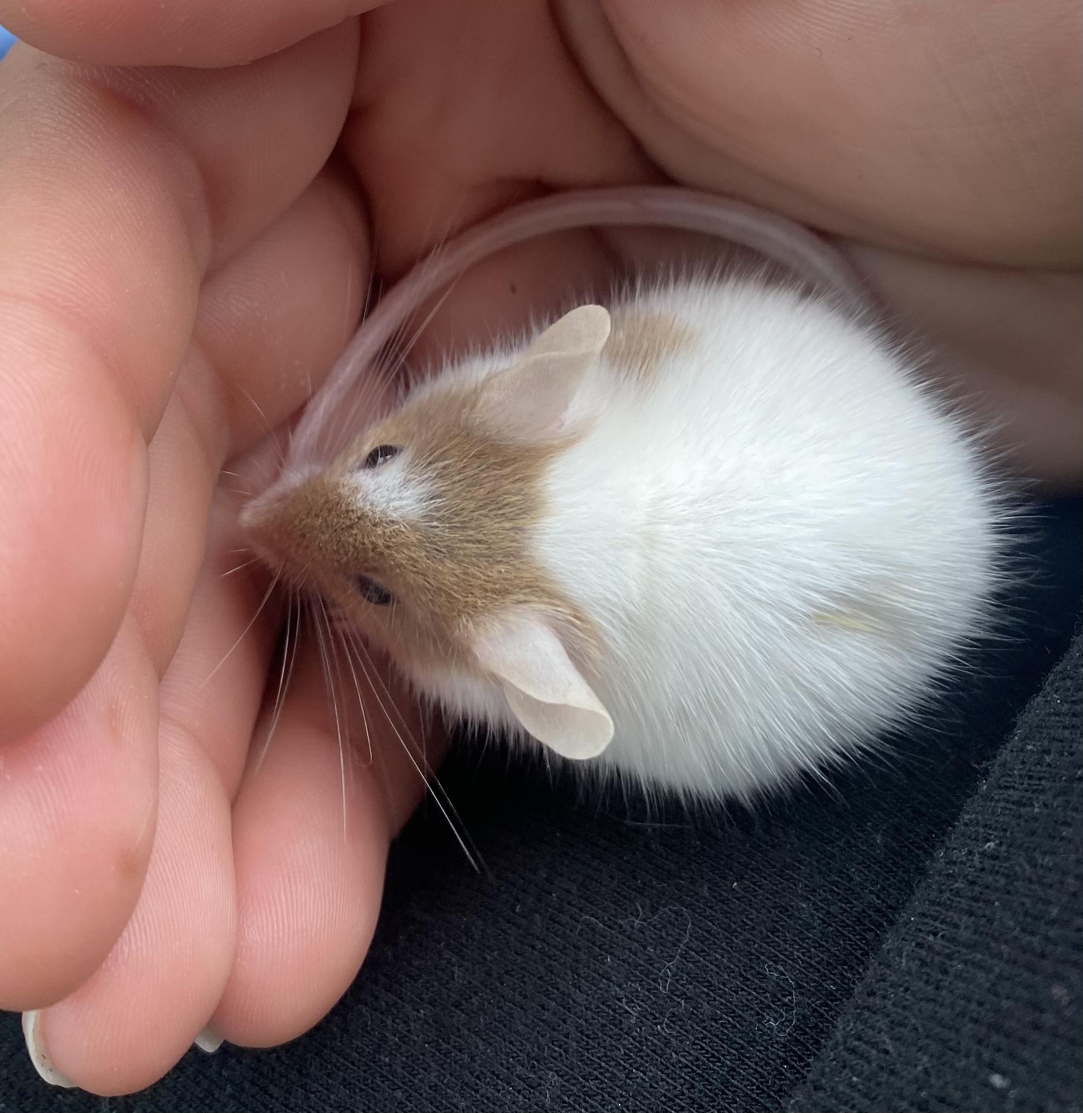 hello fellow mice owners!! if you could help me out that would be great