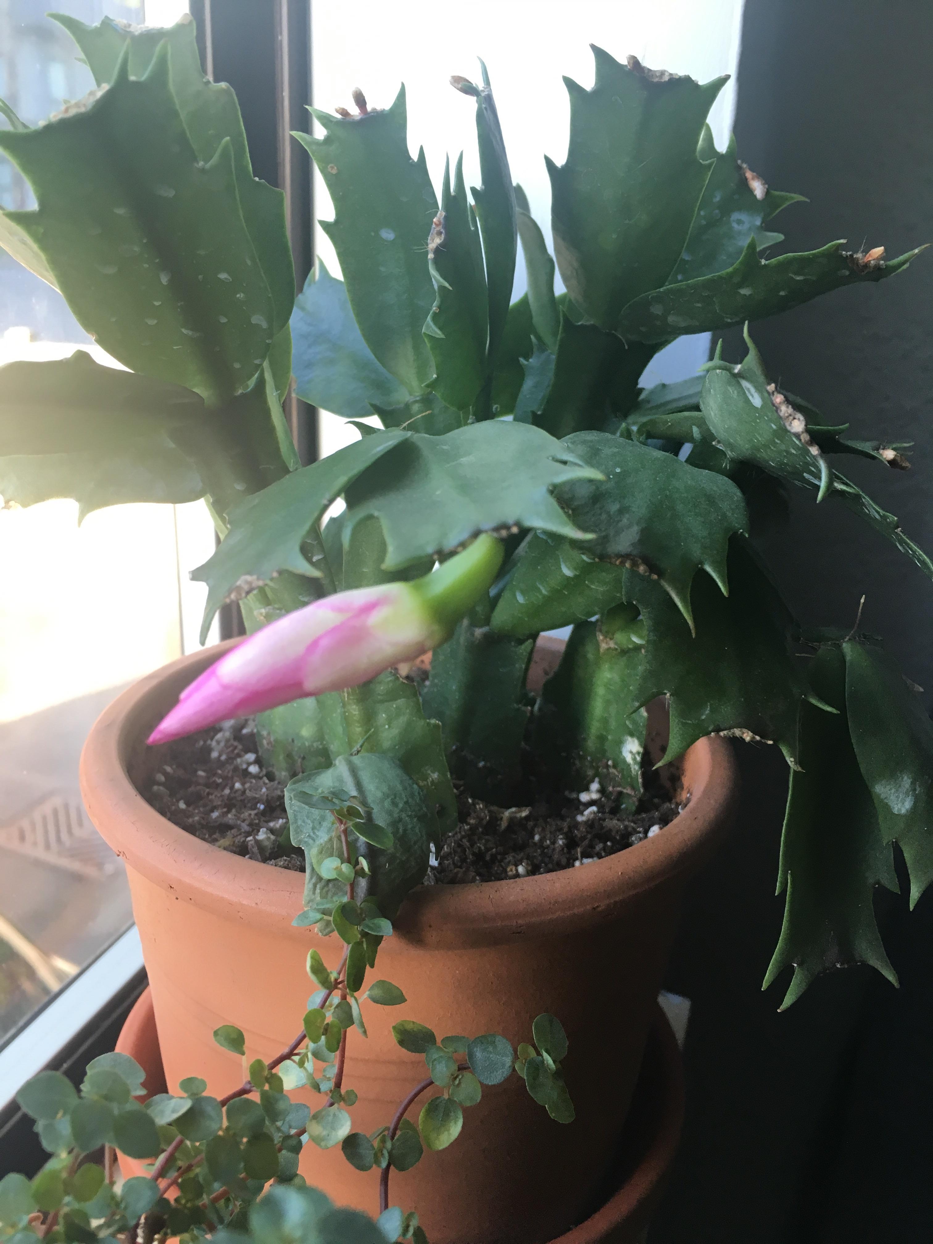 My Thanksgiving cactus is blooming??! r/cactus