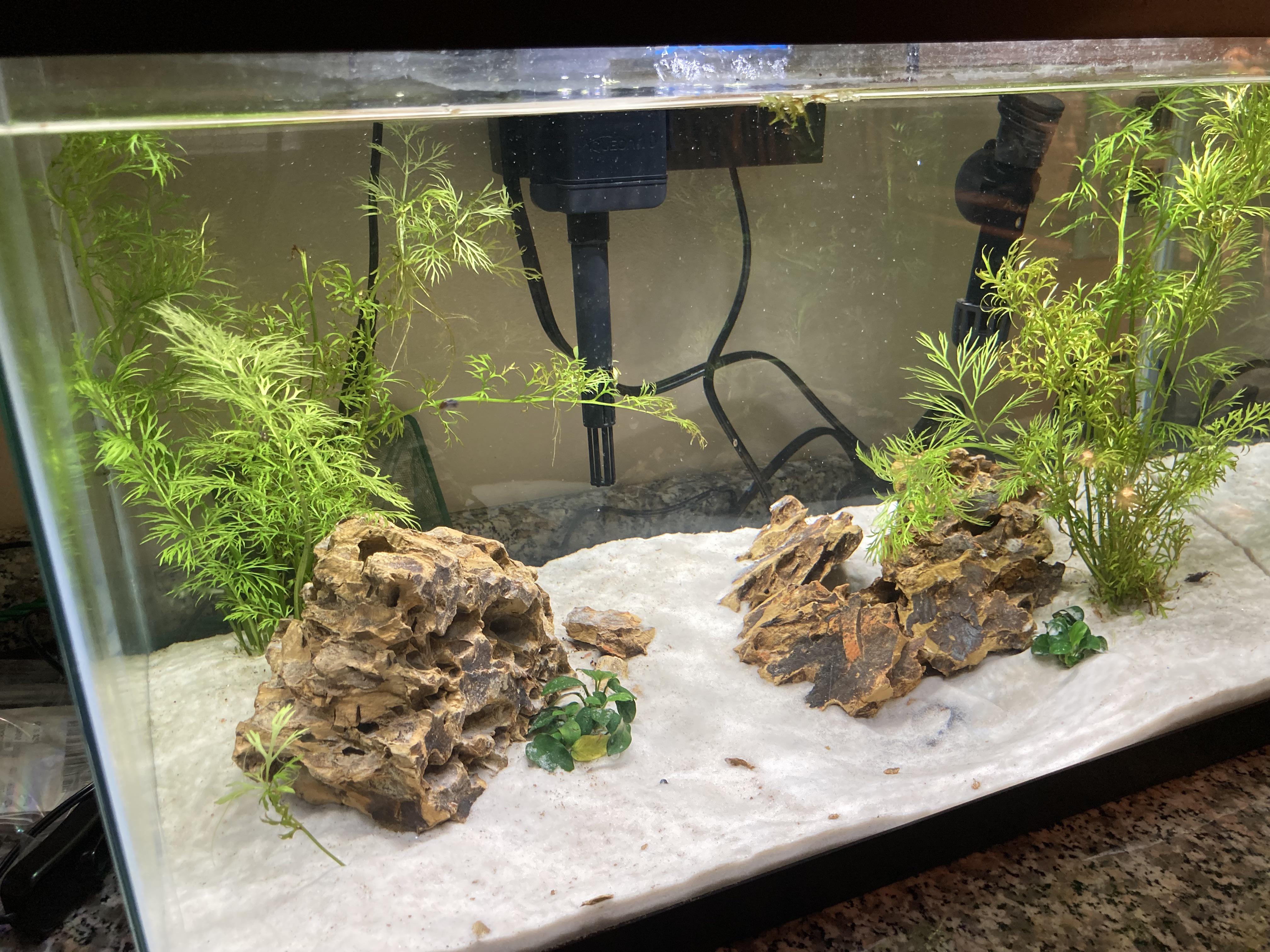 Just finished my first tank so far with a single Cory catfish and some