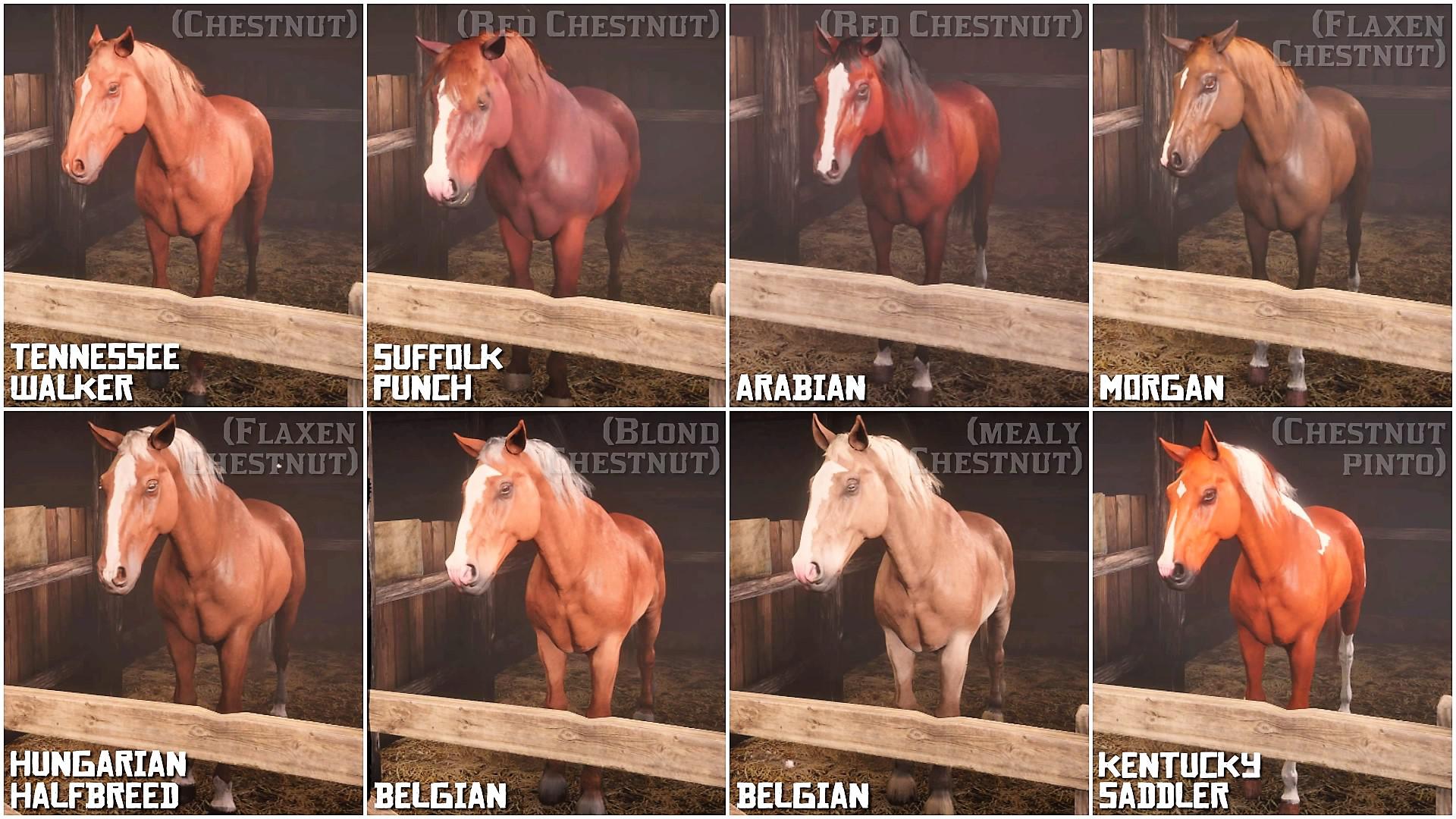 Difference between Chestnut And Sorrel 2024 Petsical