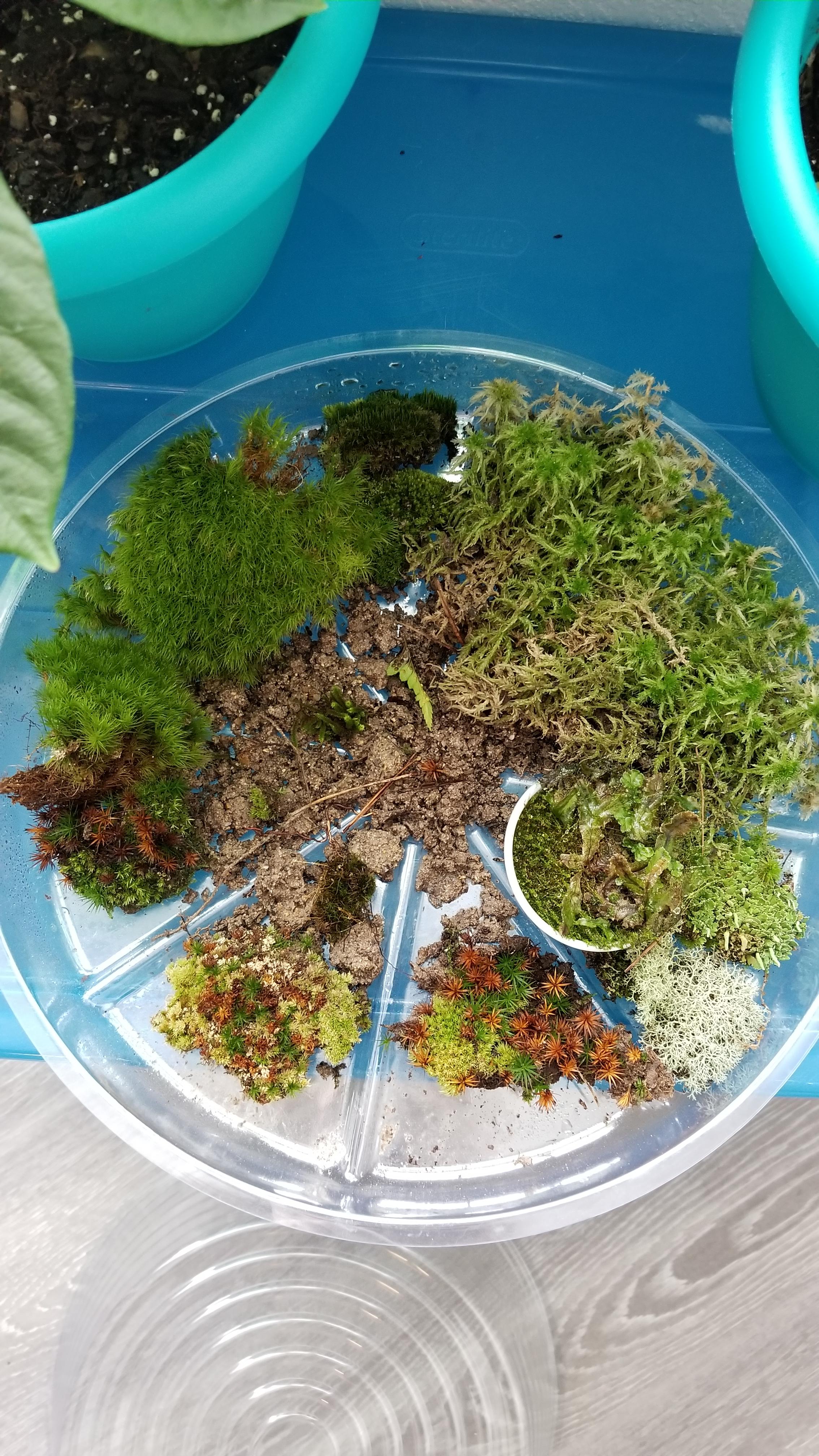 My moss collection! I saw someone post about their sphagnum moss