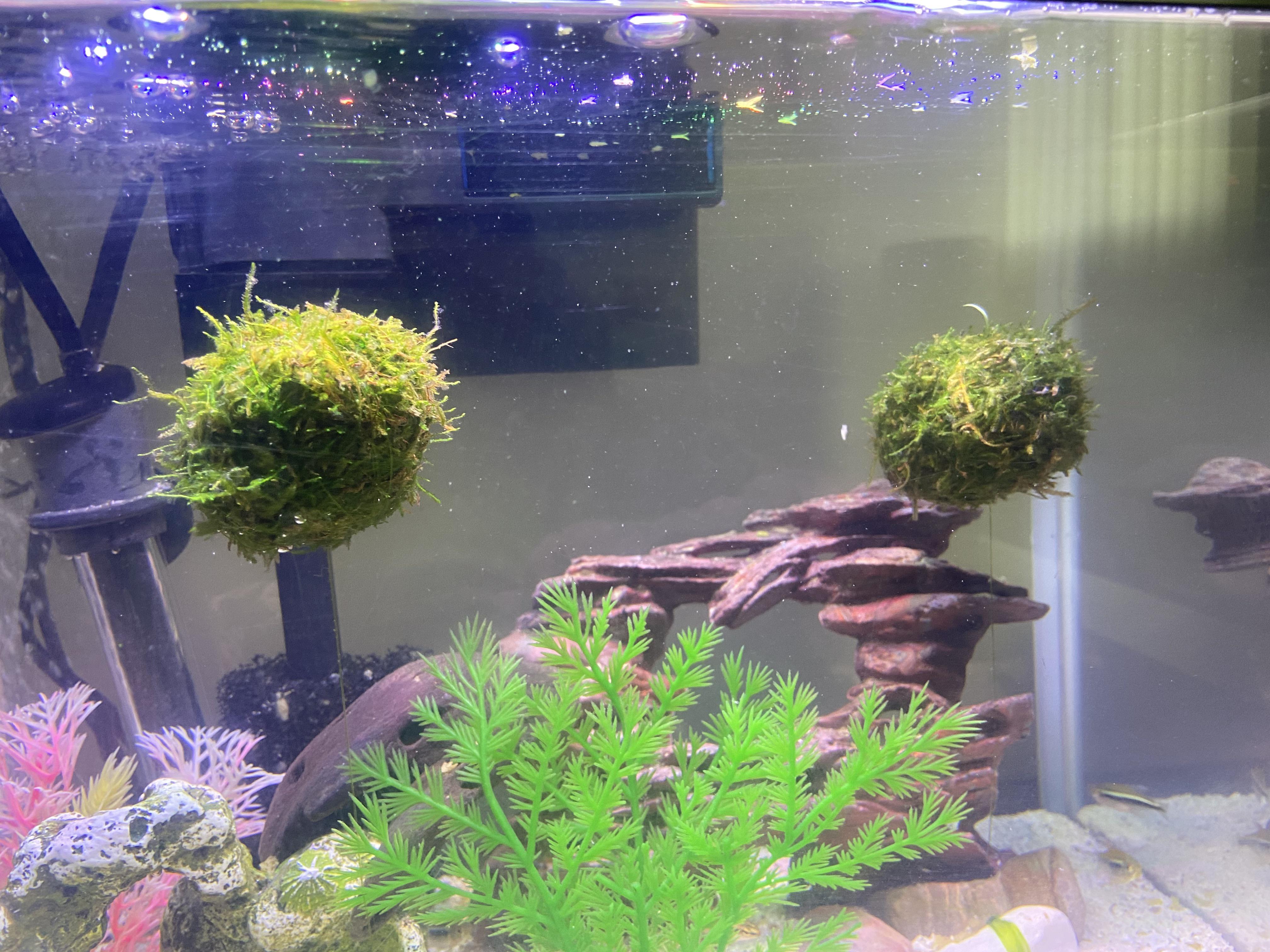Java Moss Ball