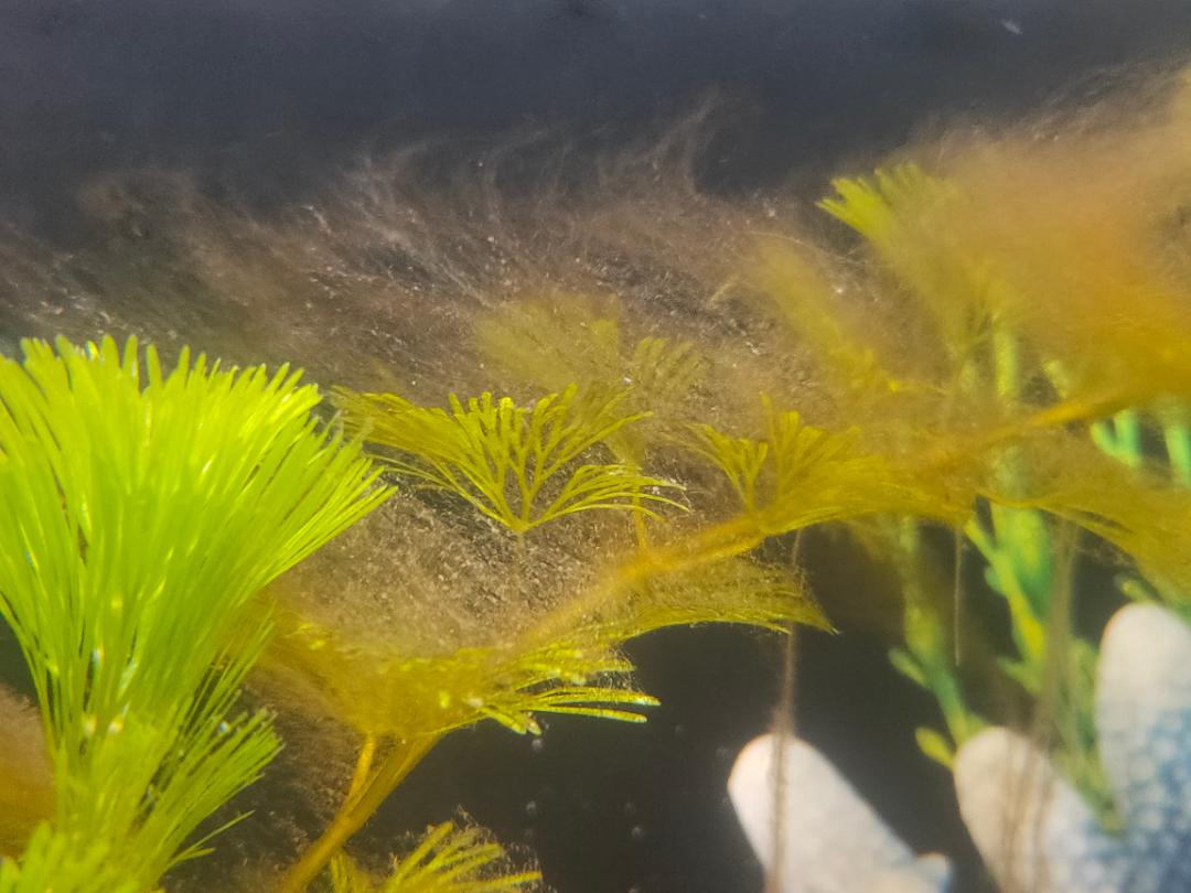 What is growing on my plant ? Is this Brown Hair Algae ? Is it good or