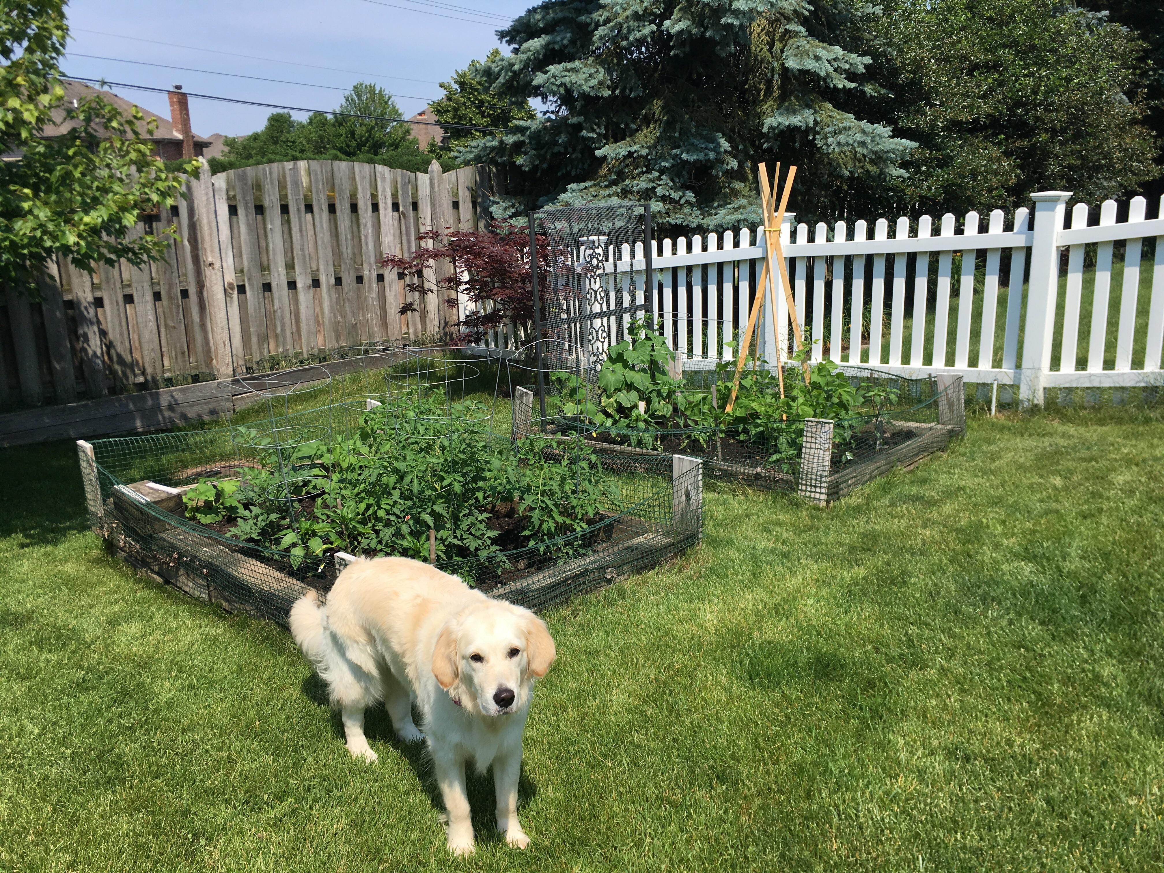 Dad didn’t think his garden was worth posting gardening