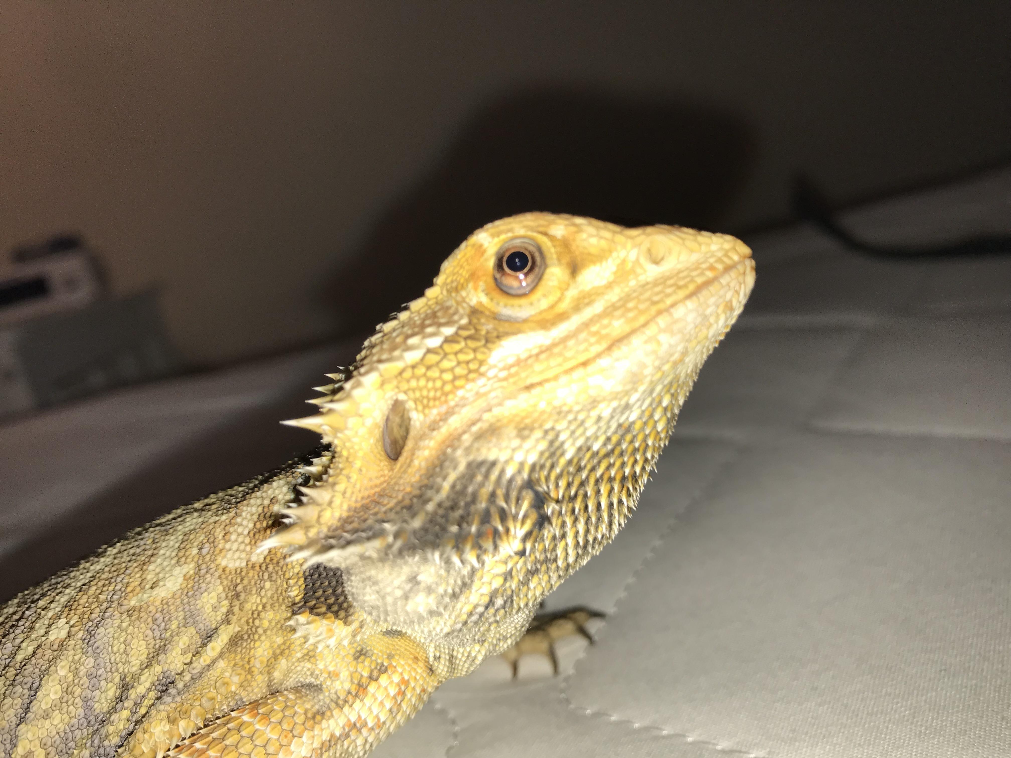 Bearded dragon eyes fall