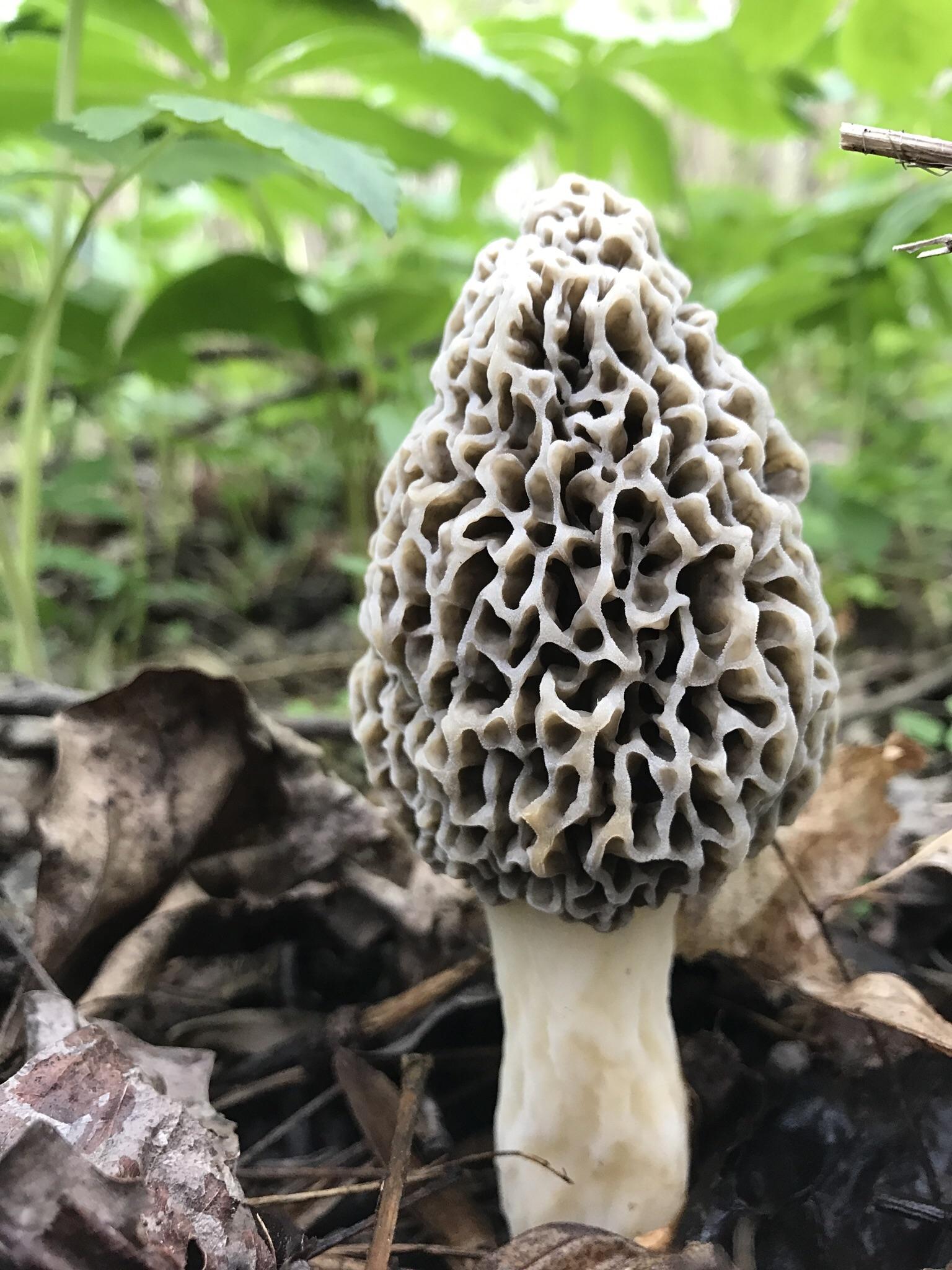 Pennsylvania Morel r/Morel_Hunting