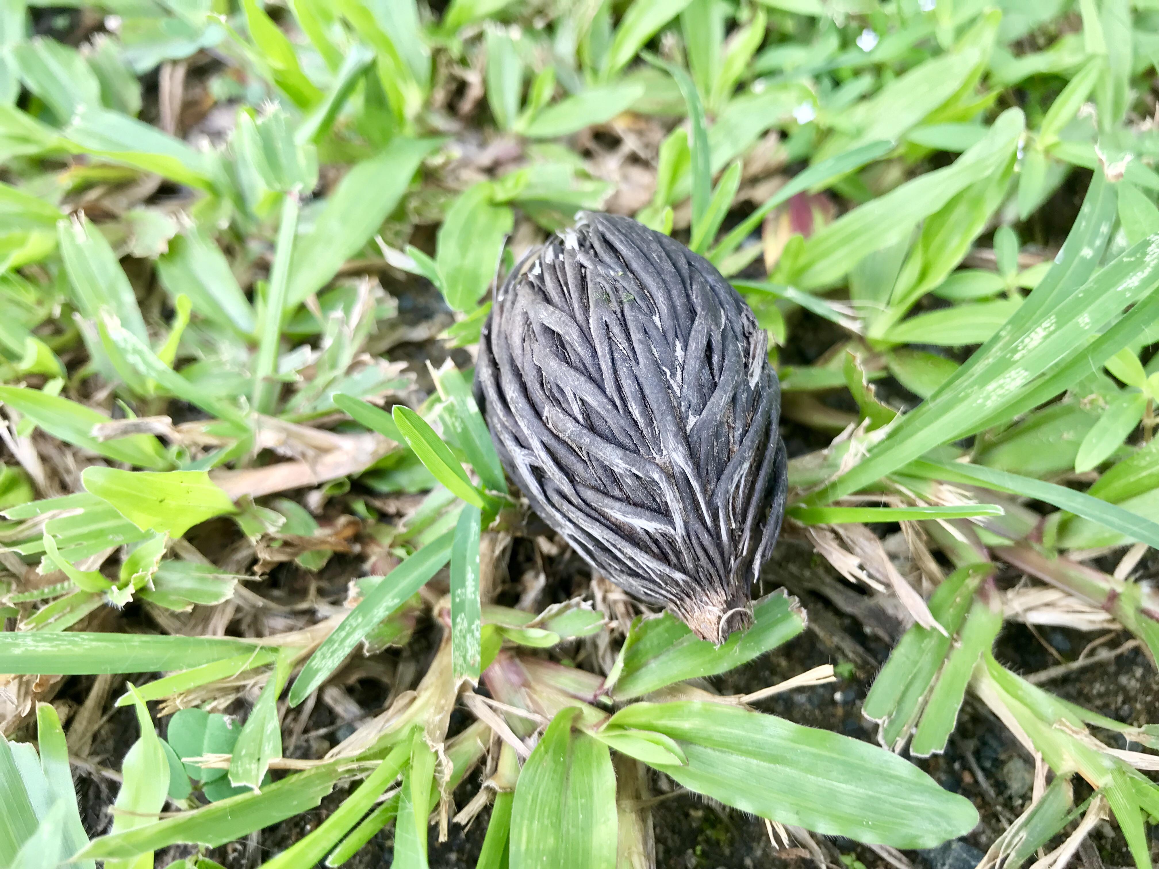 A seed pod of some type I found today whatisthisthing