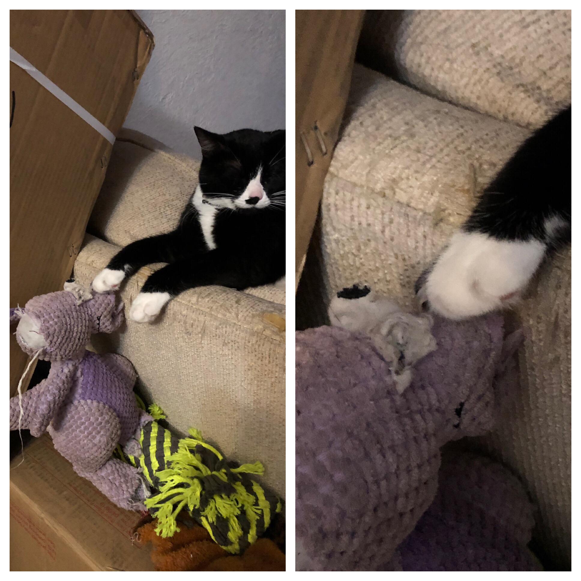 My cat fell asleep with her claw stuck in my pups fav toy. Been over an