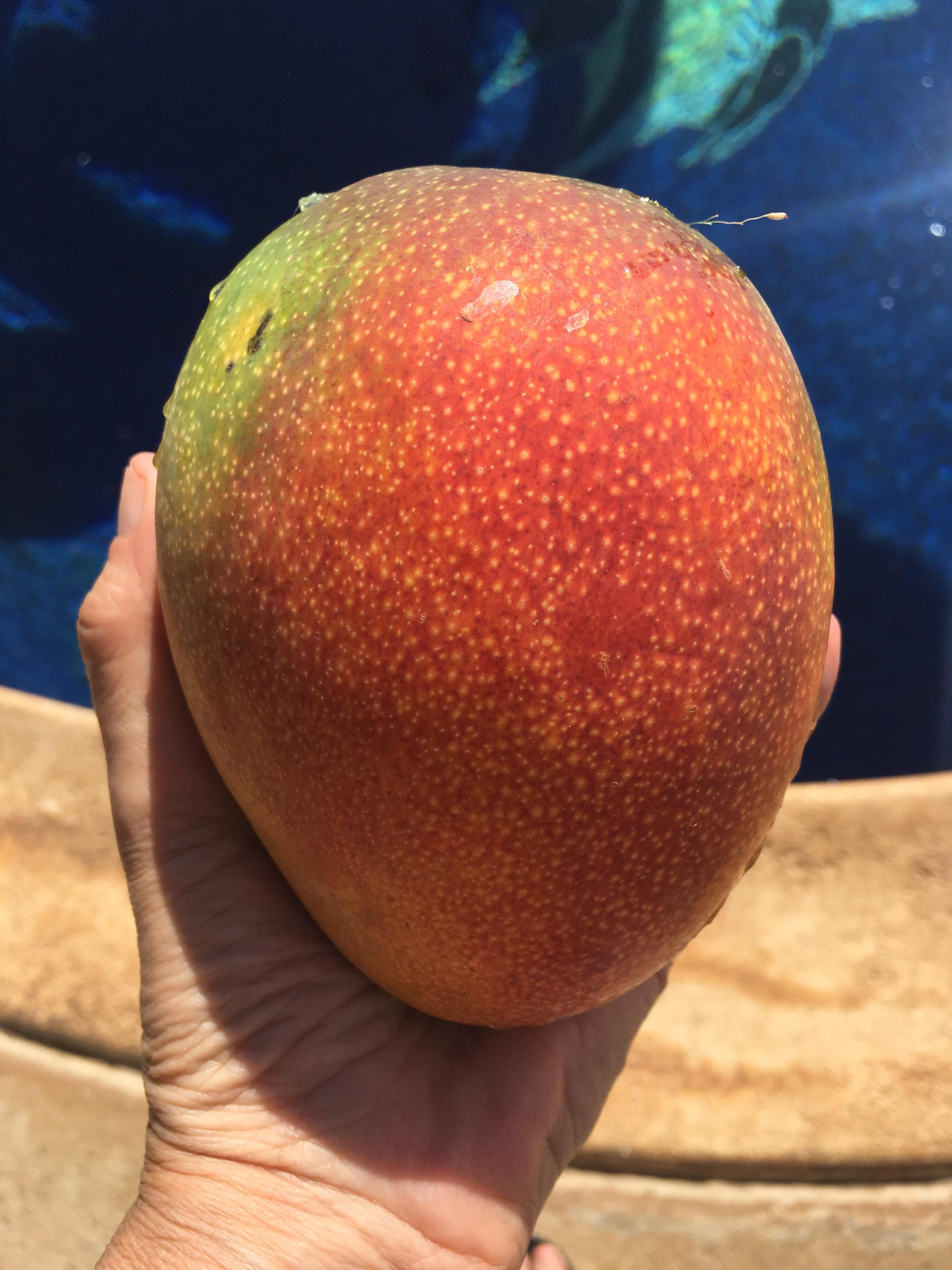 Biggest mango ever r/Hawaii