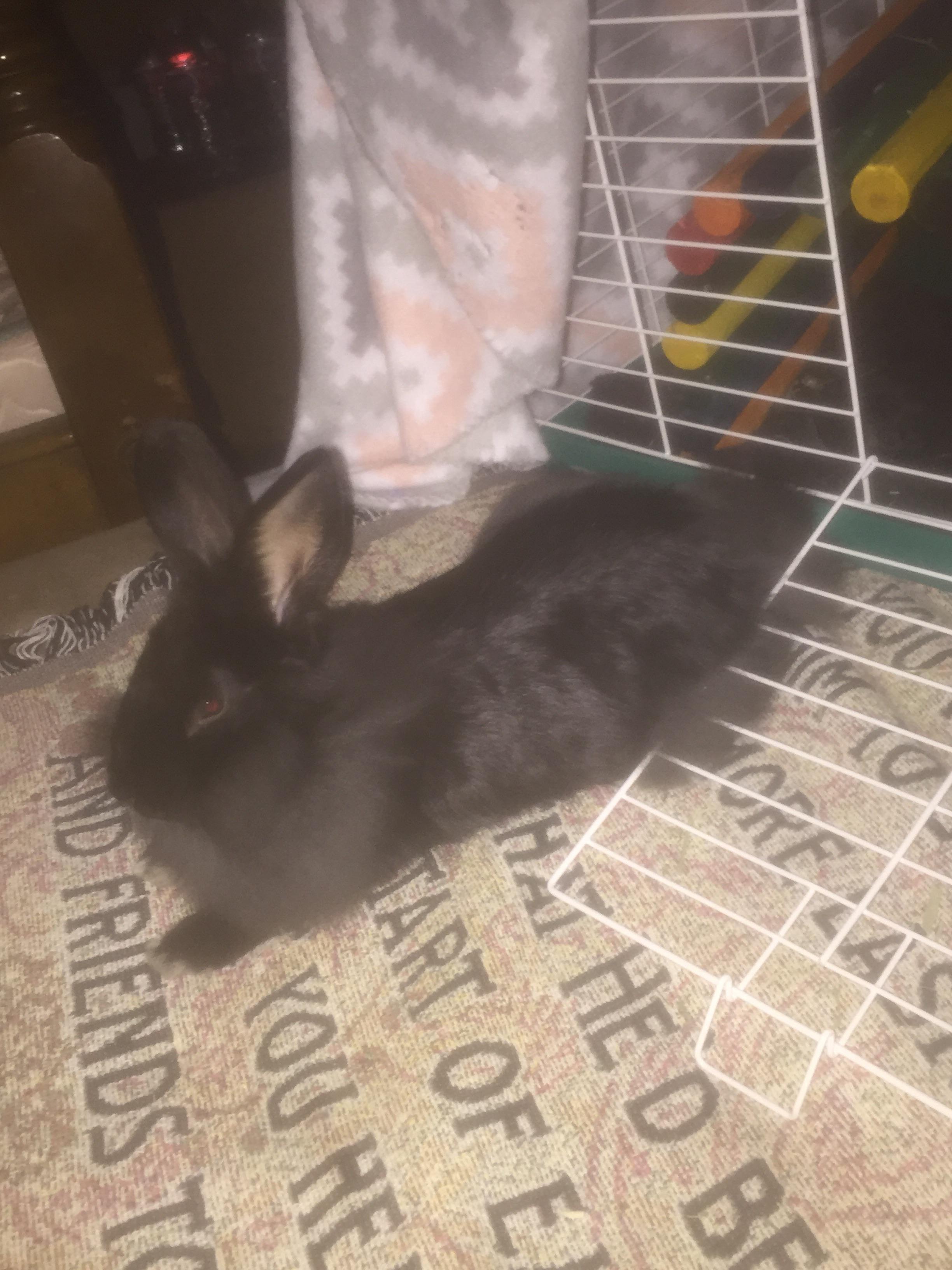 Last day getting to rabbit sit Ms. Wednesday r/Rabbits