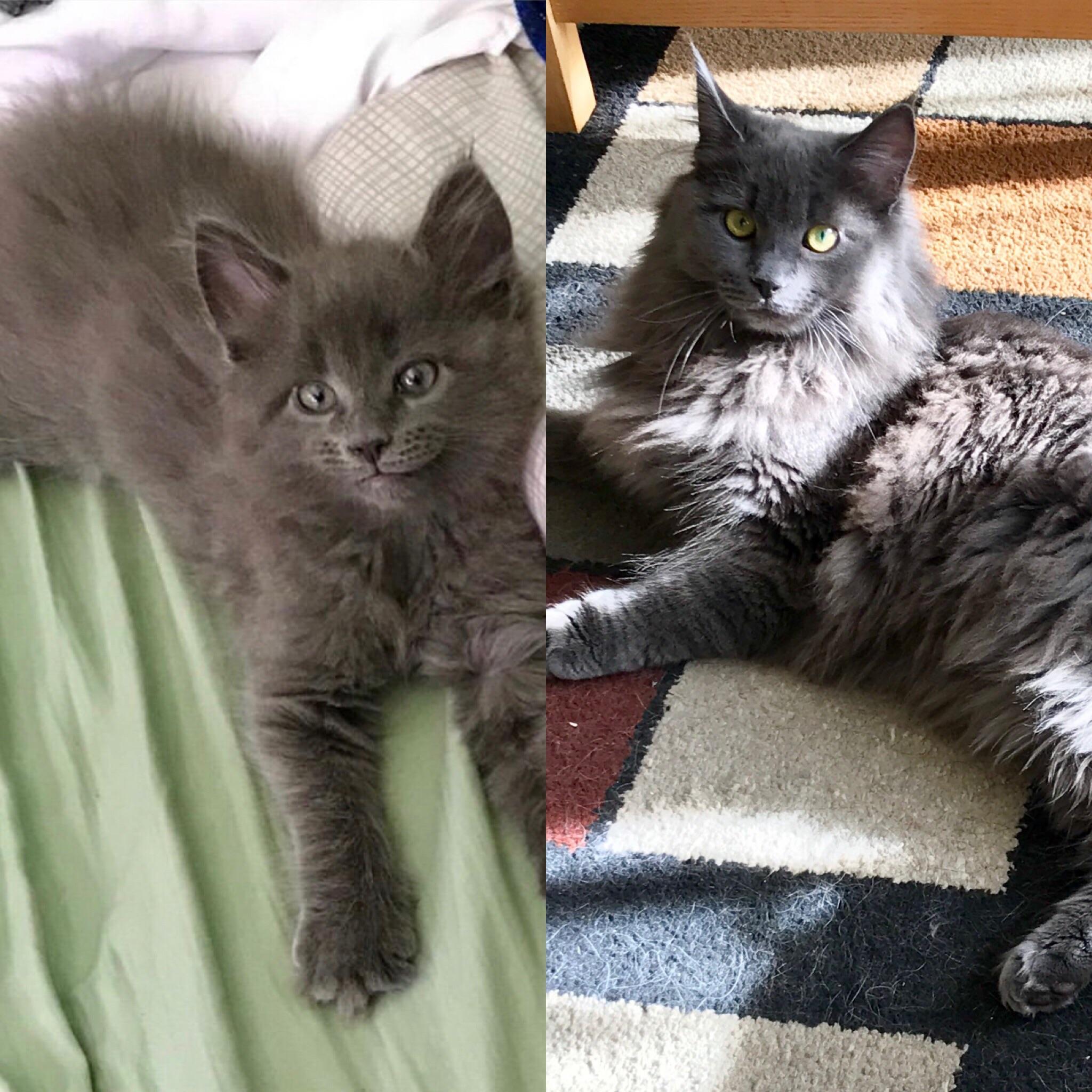 Sabine, my beautiful blue Maine coon, 8 months old and still smiling 😍