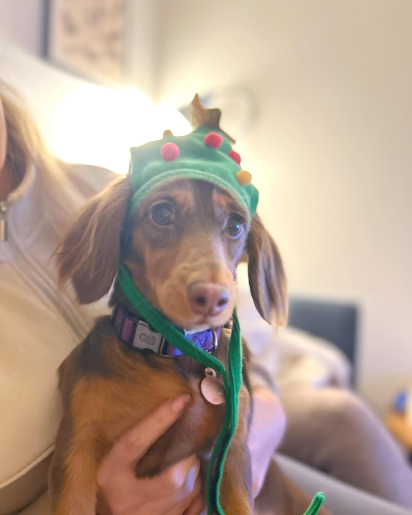 Oh Christmas tree, oh Christmas tree, why are you so f**kin’ cute r