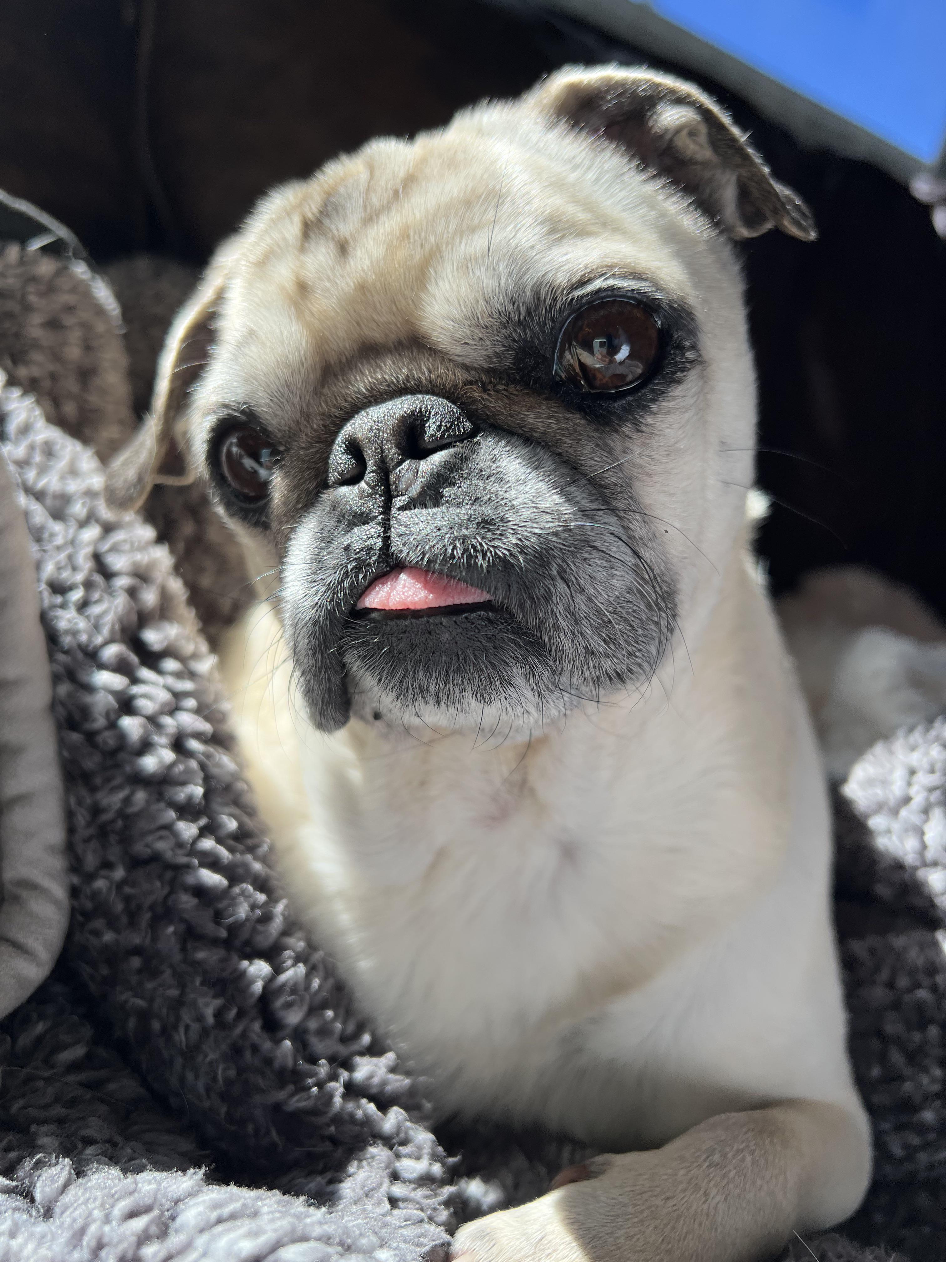 Stubborn, old pug so picky about peeing. Will pee once a day. Help. I’m