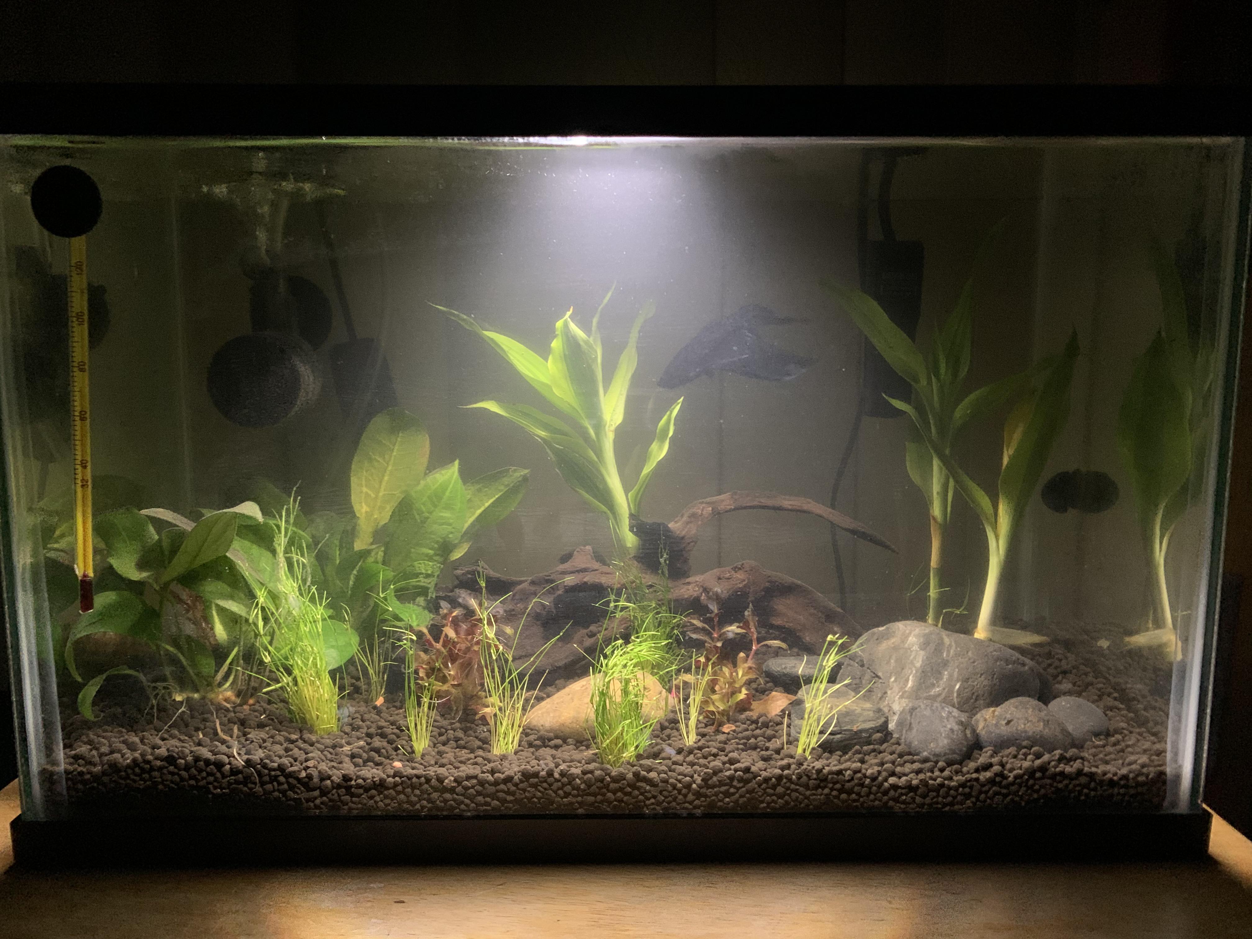 my 5 gallon betta tank r/PlantedTank