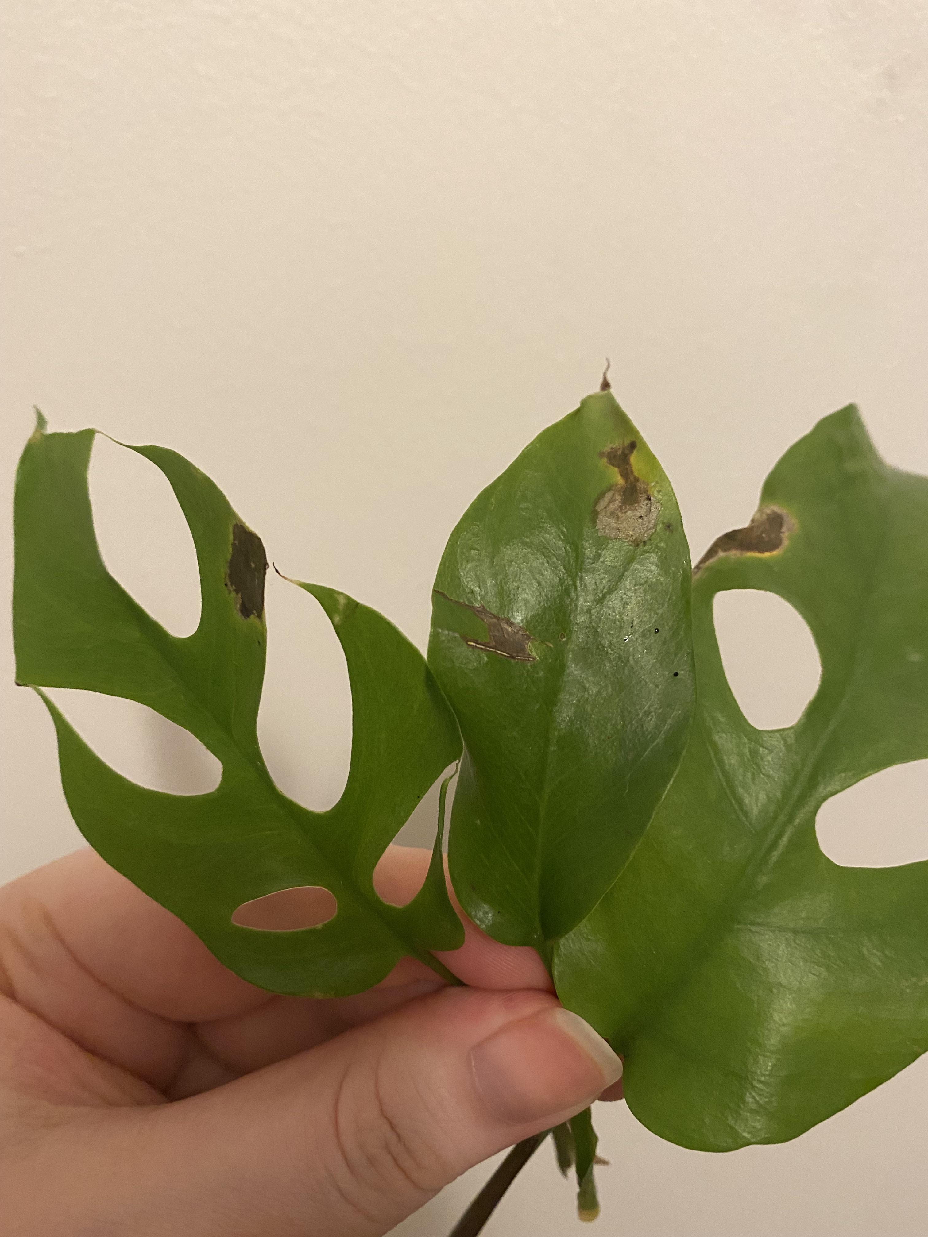 What’s wrong with my Swiss cheese plant? r/plants