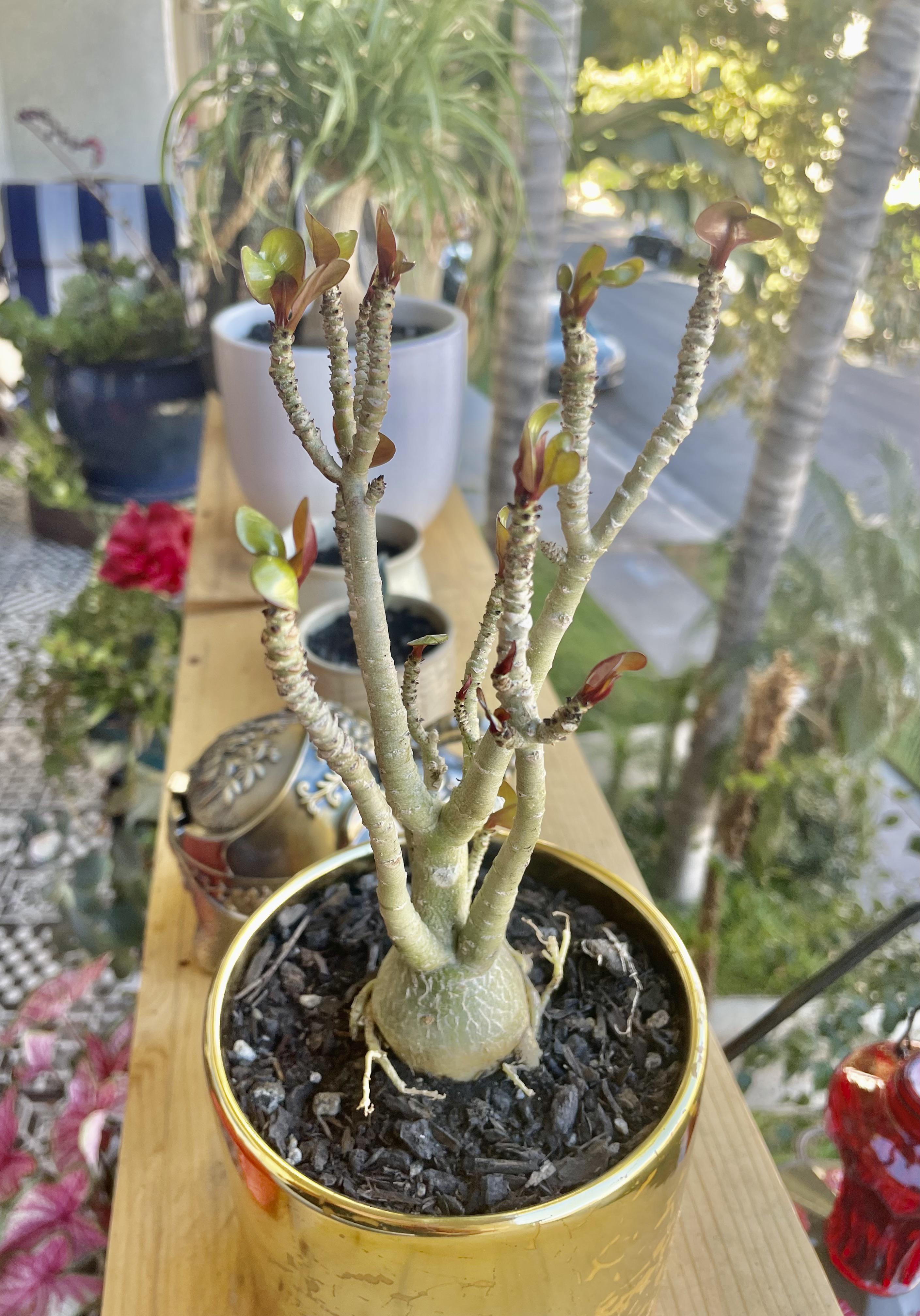 First signs of life on my desert rose bonsai r/houseplants