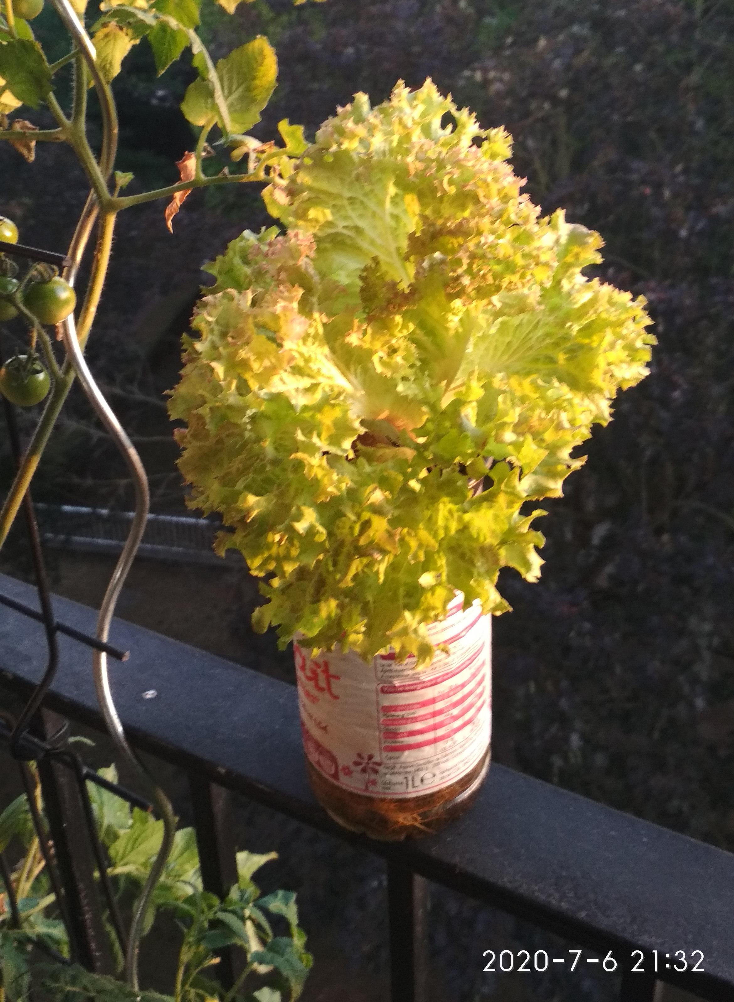 Lettuce in milk bottle! r/gardening