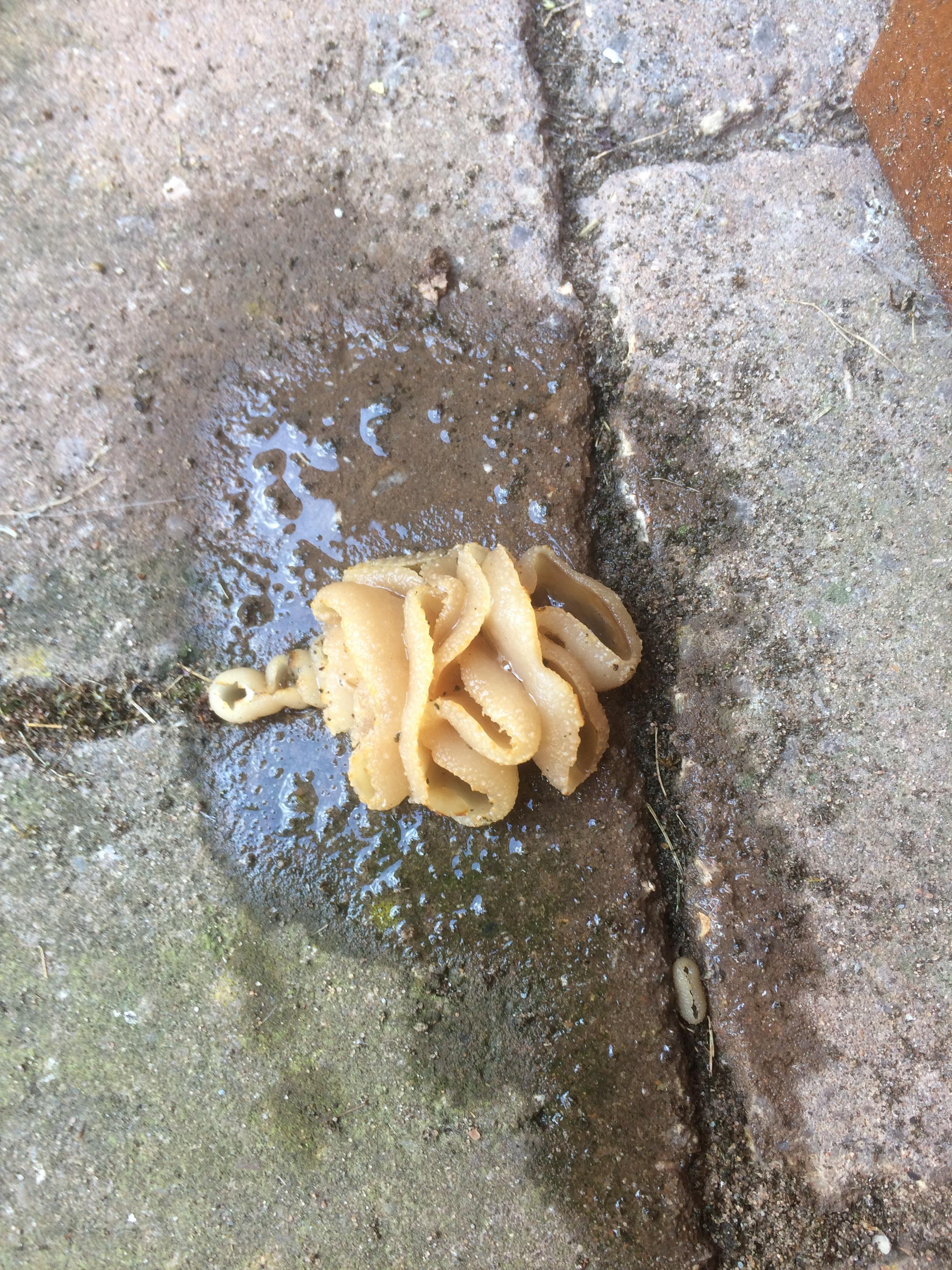 This, I'm guessing a fungus, growing out of my path looks like pasta