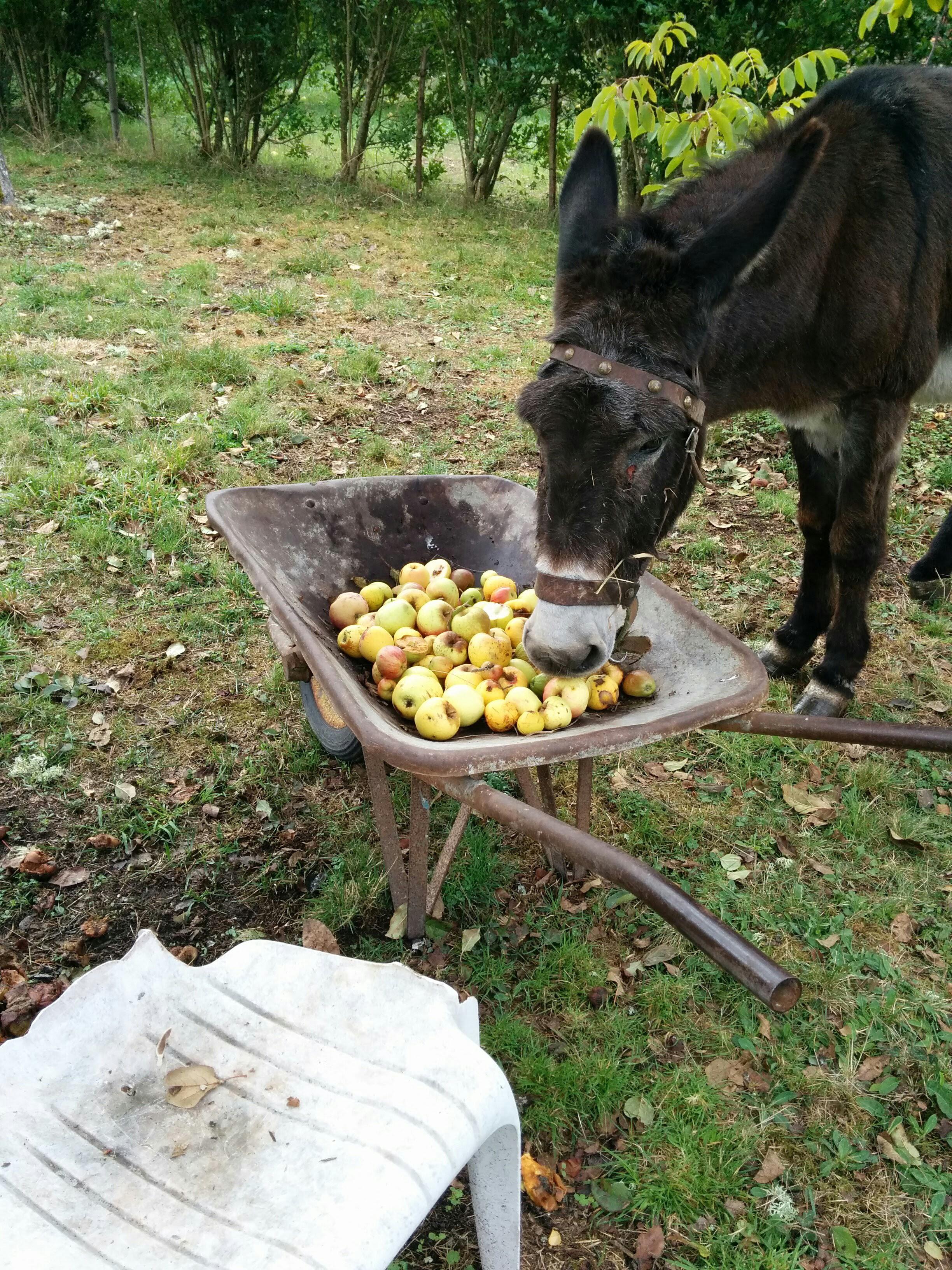 Donkey eating delicious apples (Galicia) r/spain