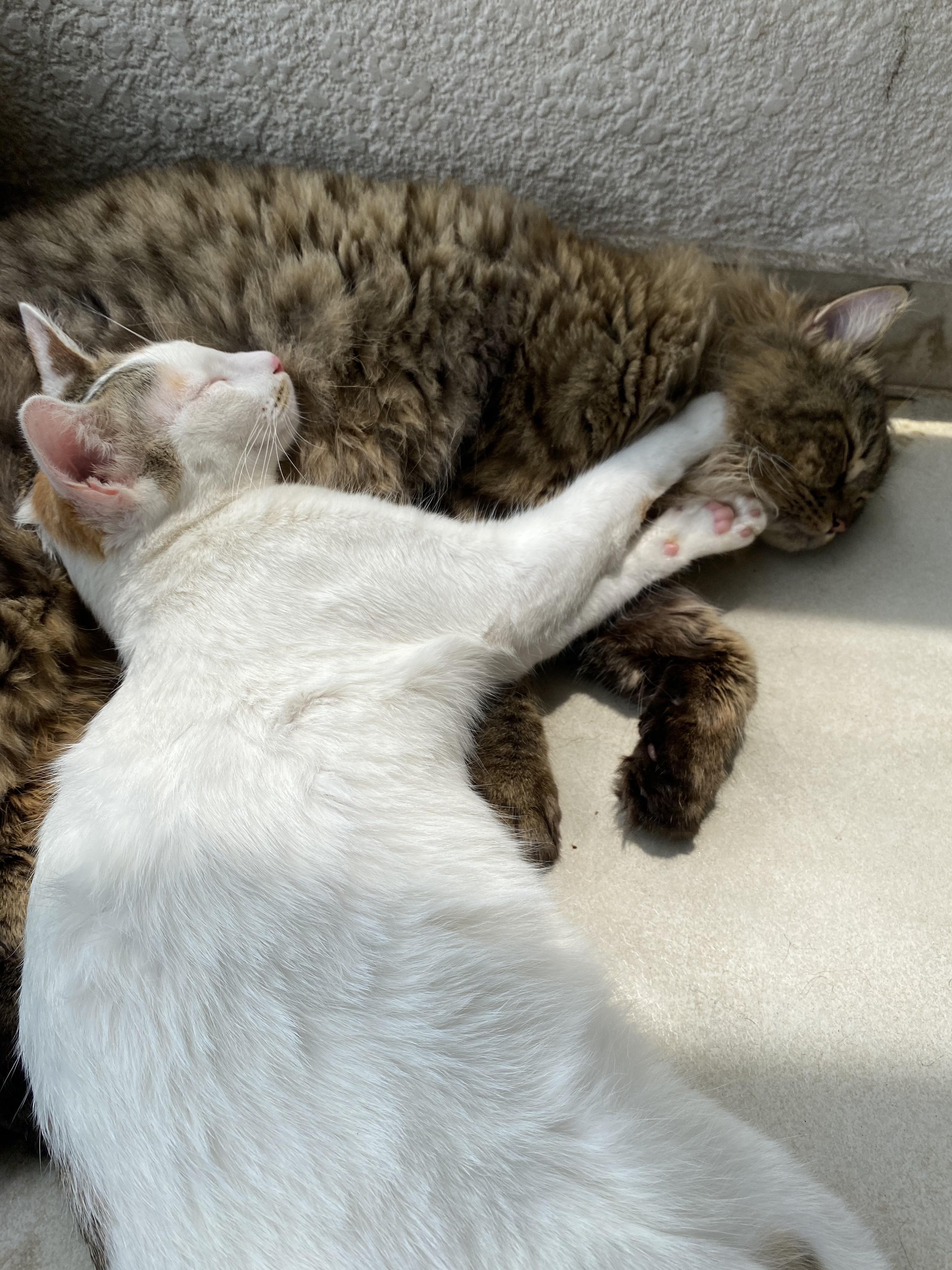Just my cats cuddling with each other whilst basking in the sun r