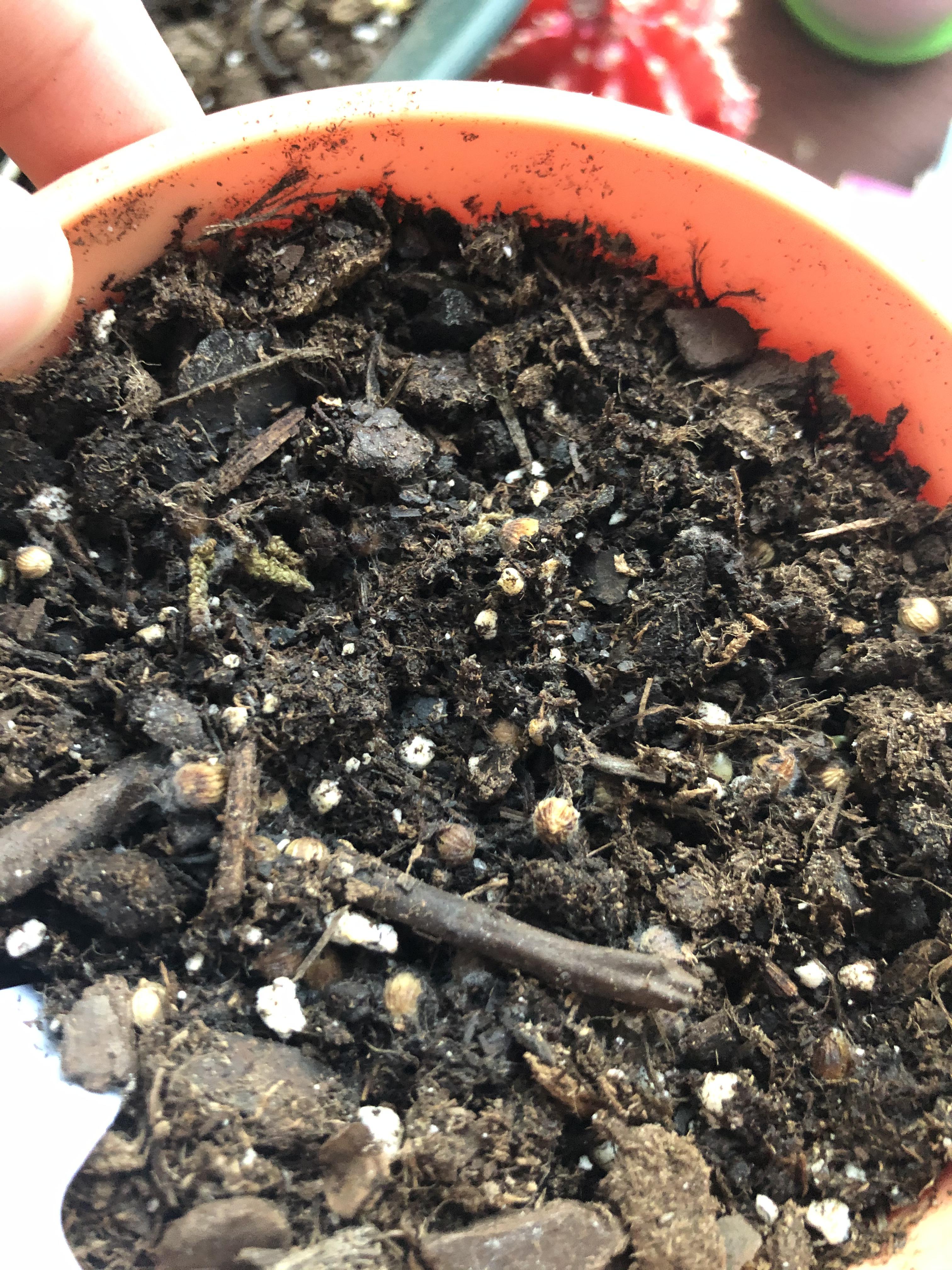 Fuzzy white mold showed up on my cilantro seeds about 3 or 4 days after