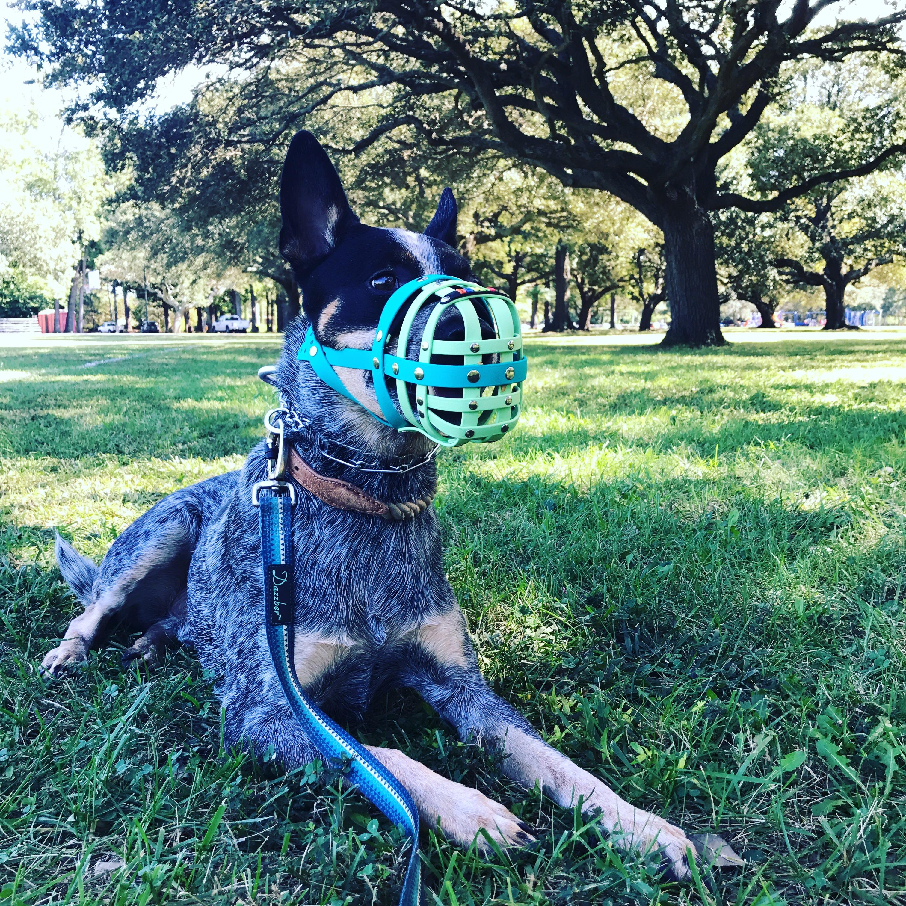 Best Dog Muzzles In 2022 vlr.eng.br