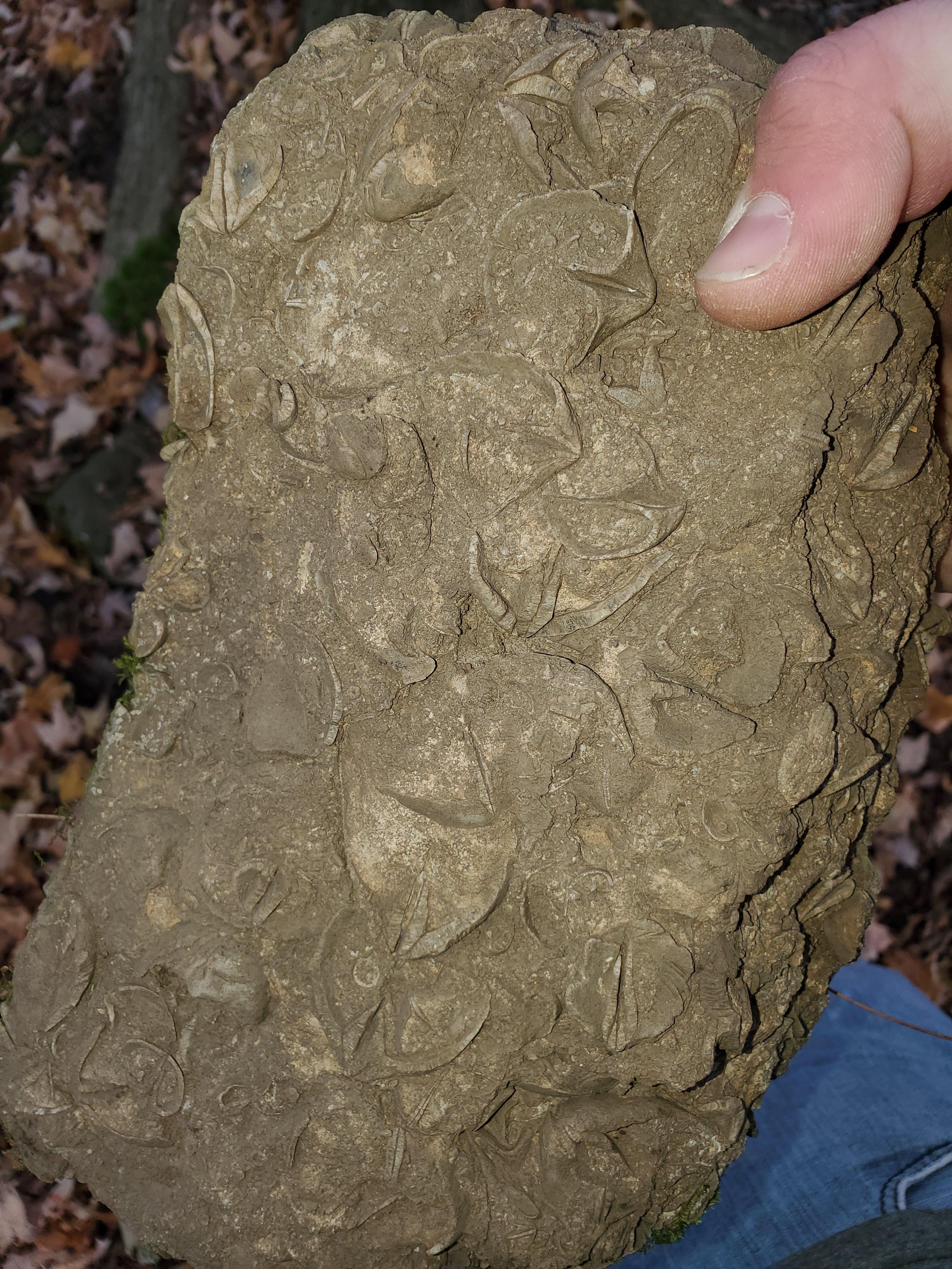 Found this on a disc golf course in upstate NY r/fossilid