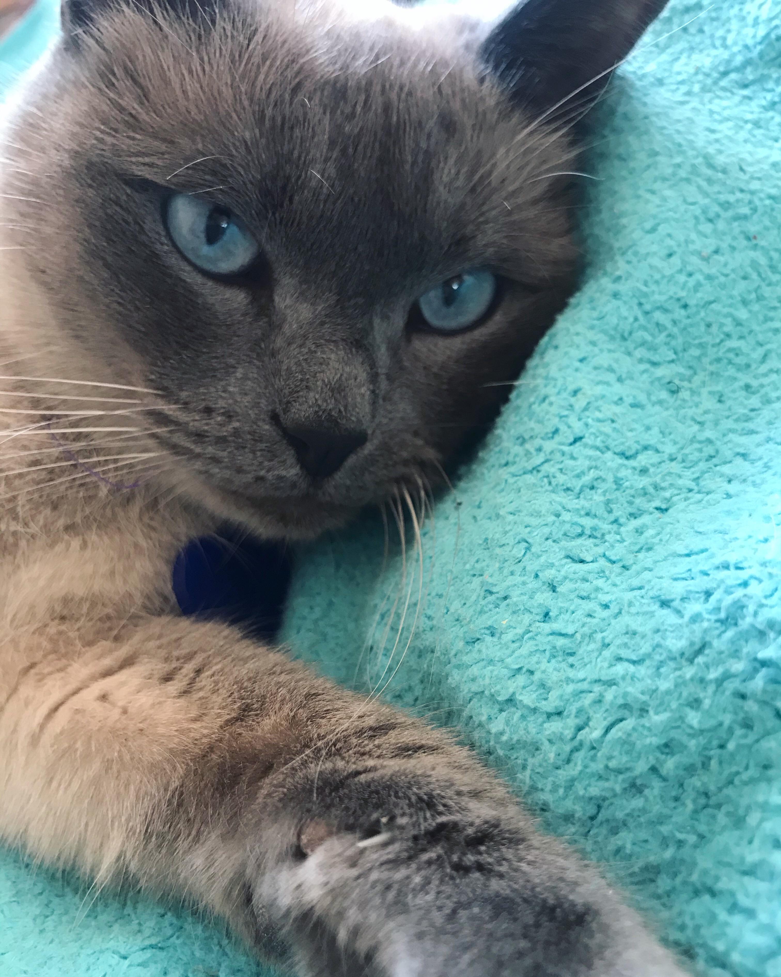 My cat loves selfies r/cat