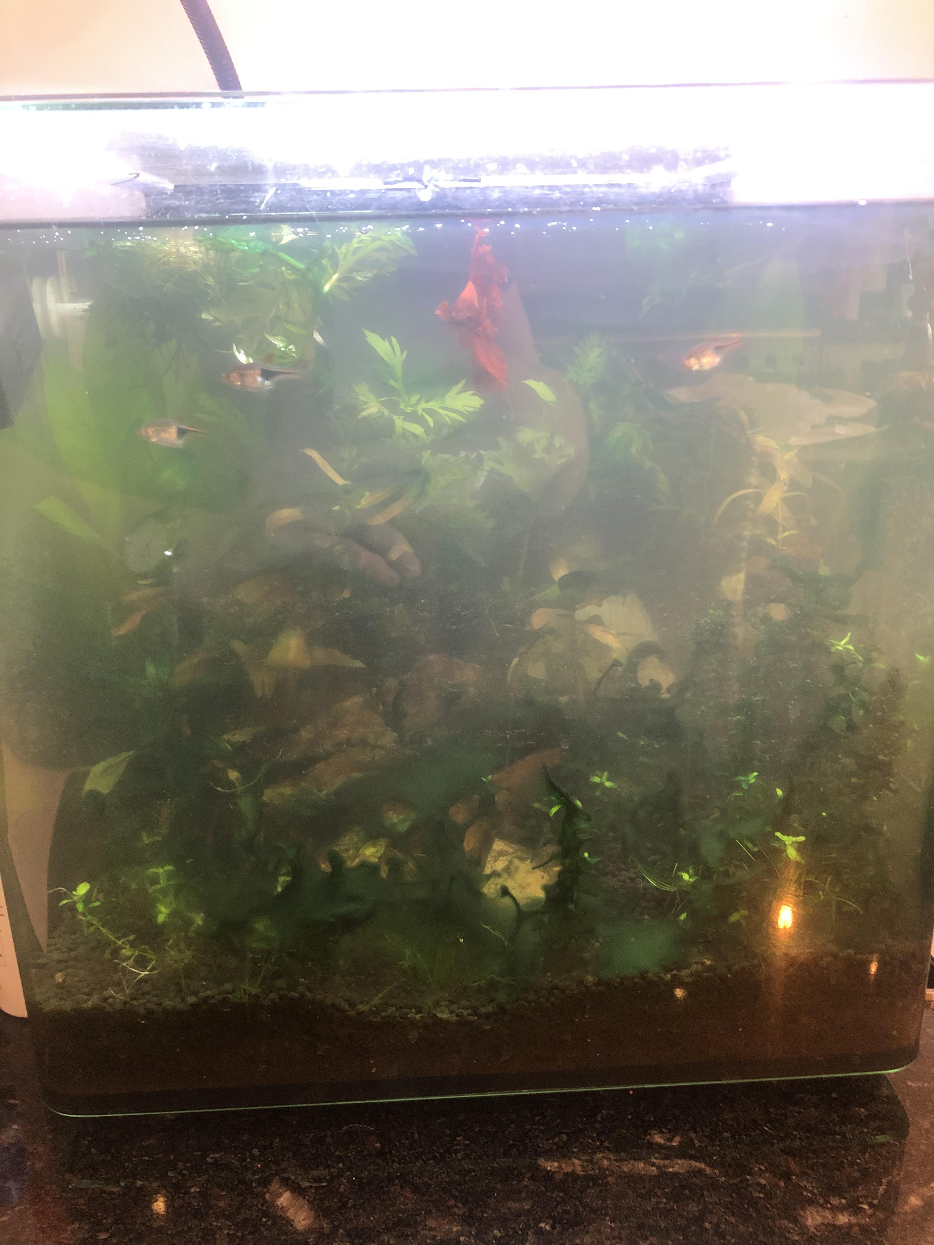 Tank water has gone murky what do I do?? r/PlantedTank
