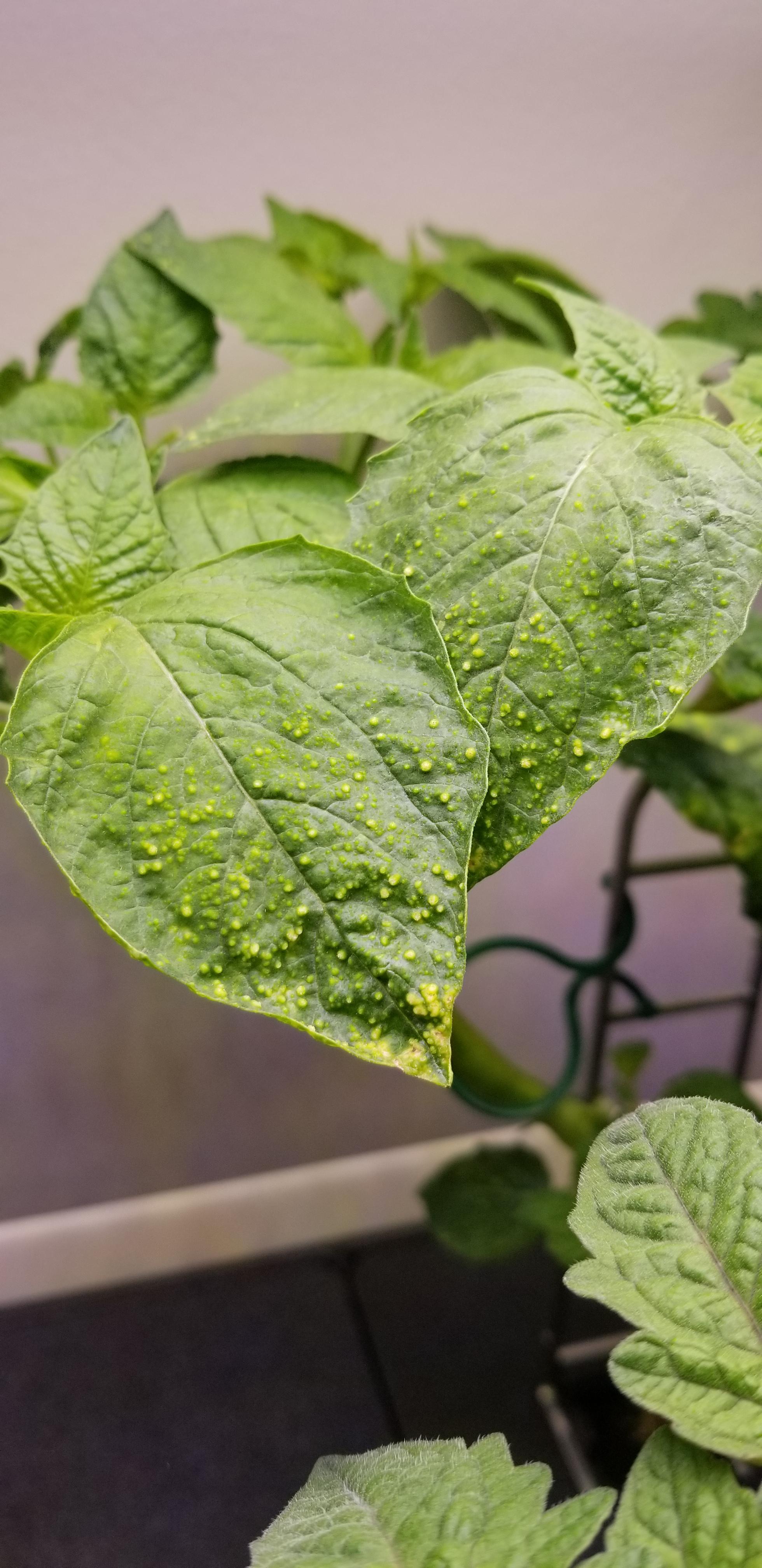 Tomatillo Plant Diseases at Jimmy Rahn blog