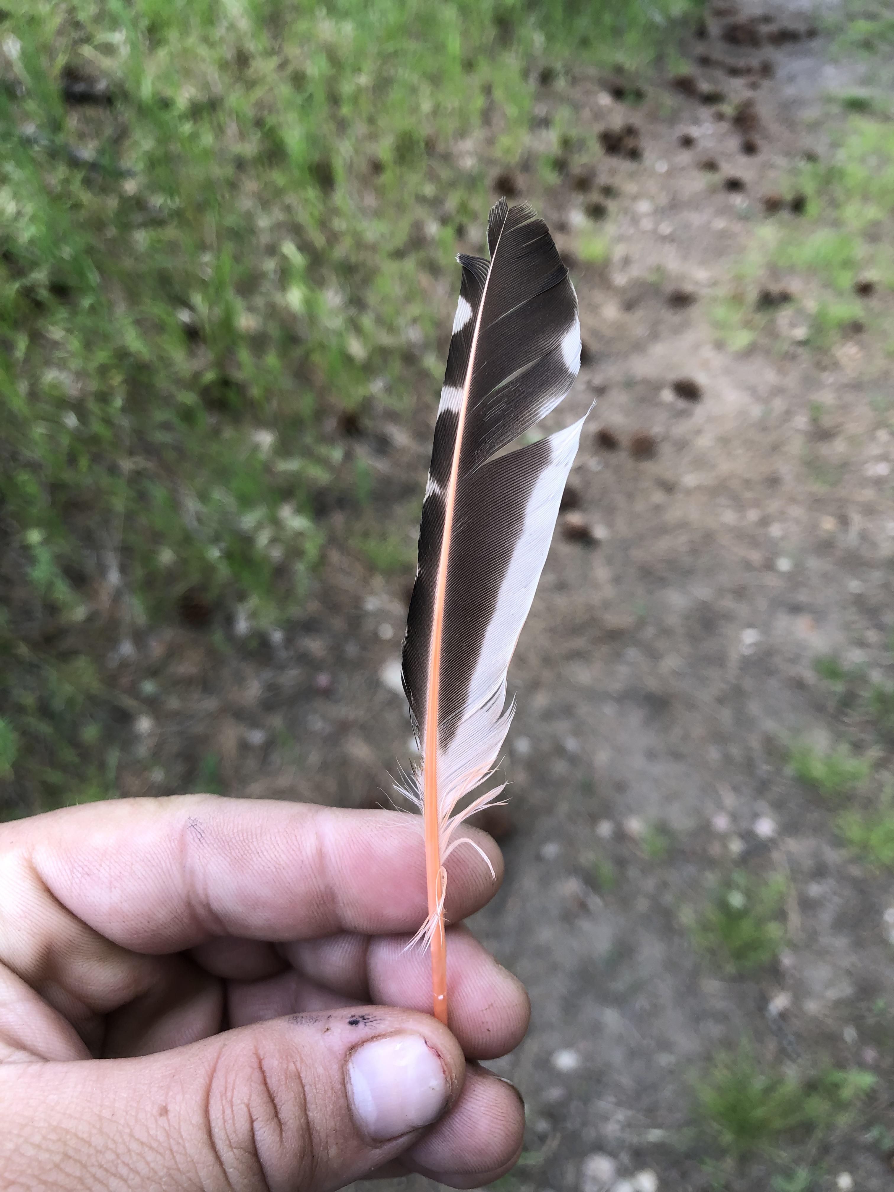 Can someone explain to me if this feather indeed has an orange shaft or
