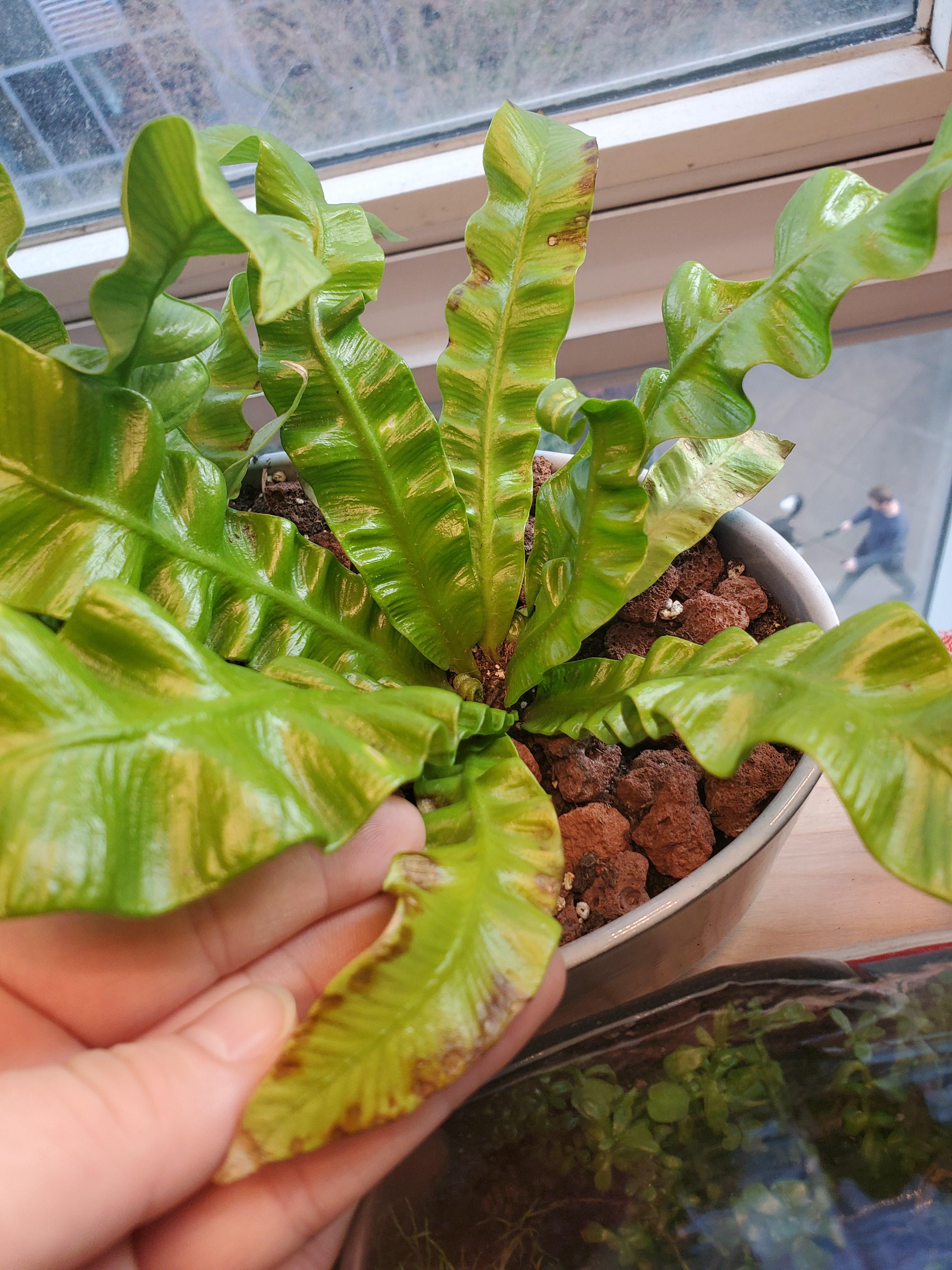 What's going on with my crispy wave fern? I bought him about a month