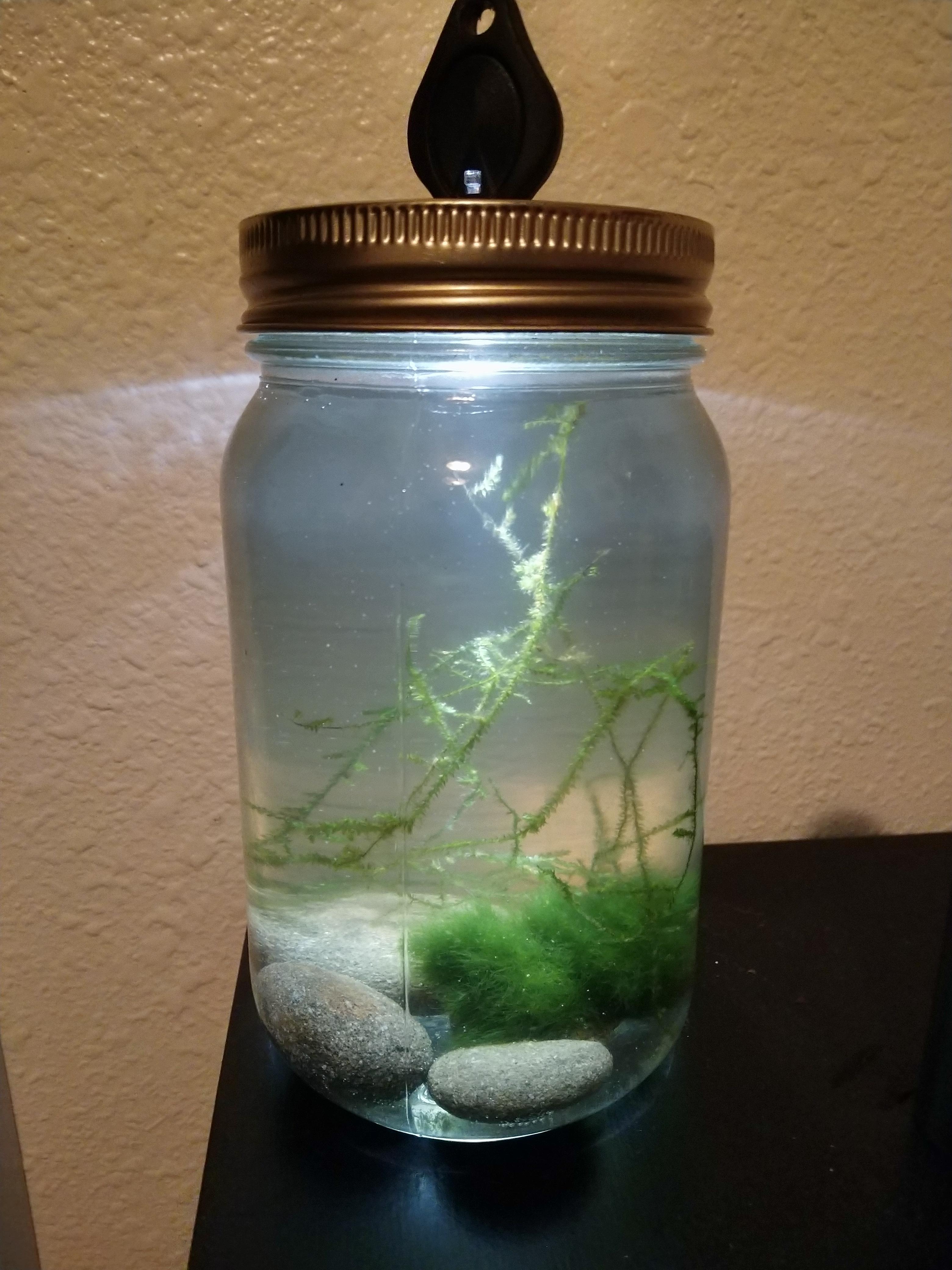 Sea monkeys 1 pint r/Jarrariums
