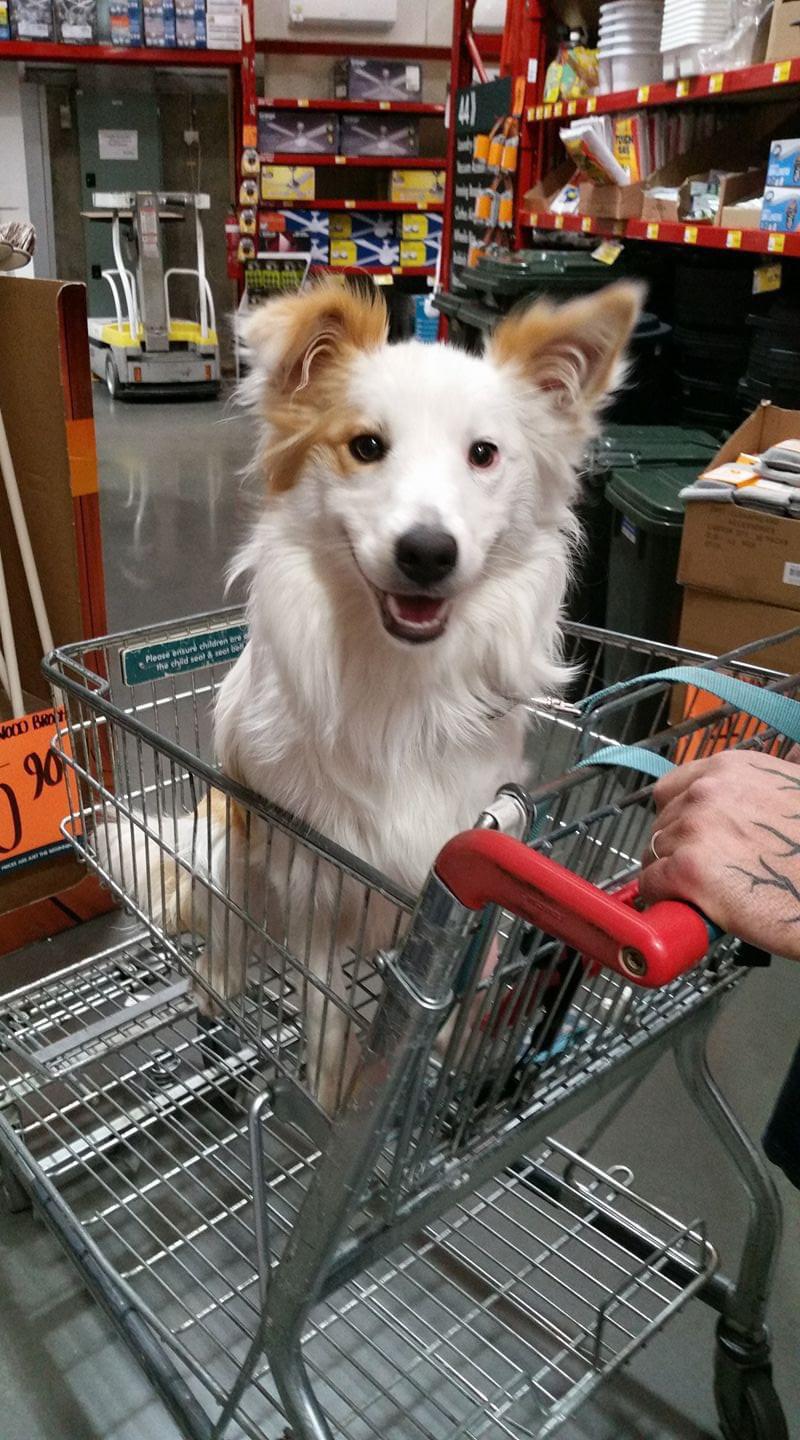 willow at bunnings! r/AustralianPets