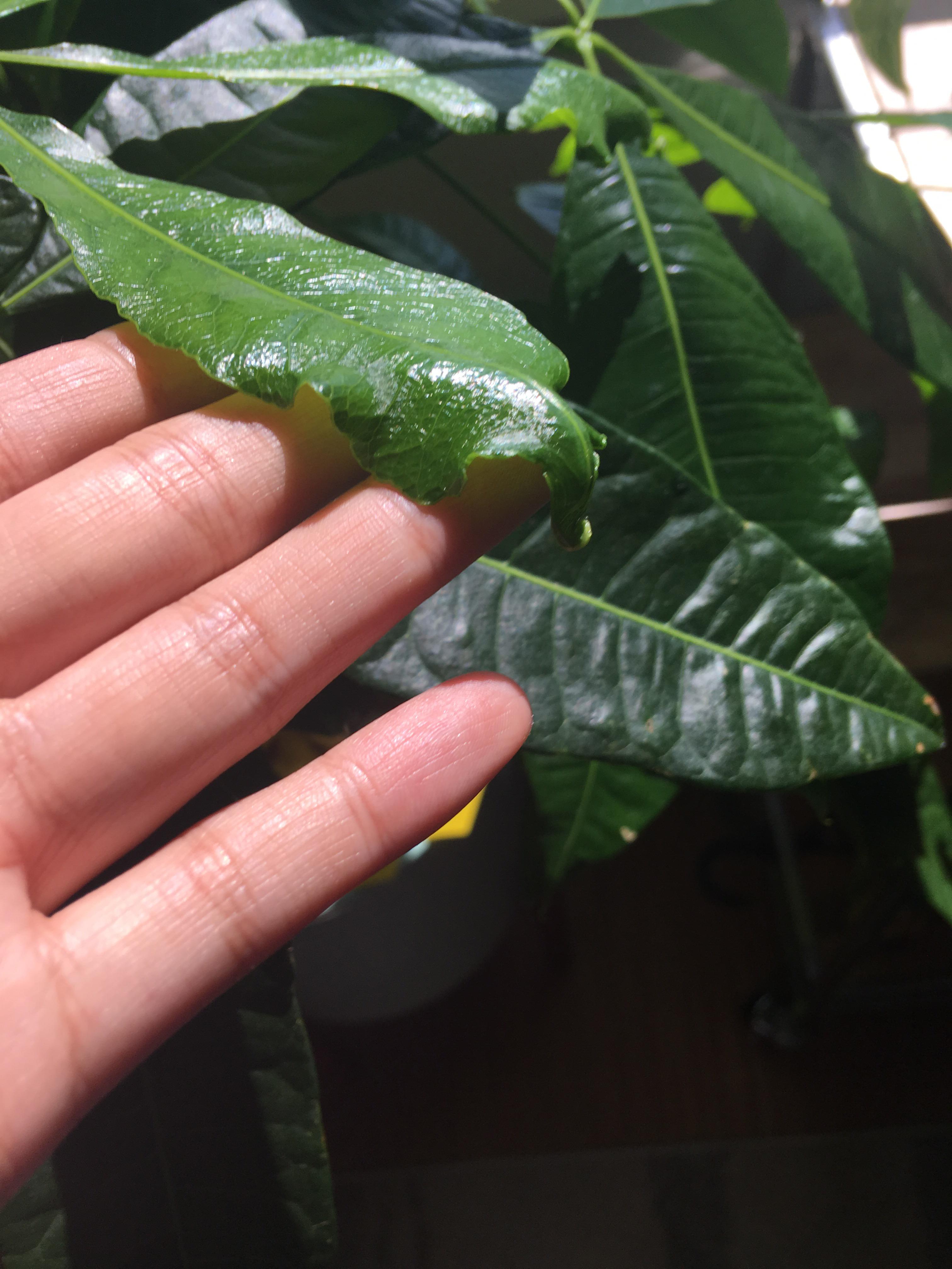 Money Tree Leaves Curling