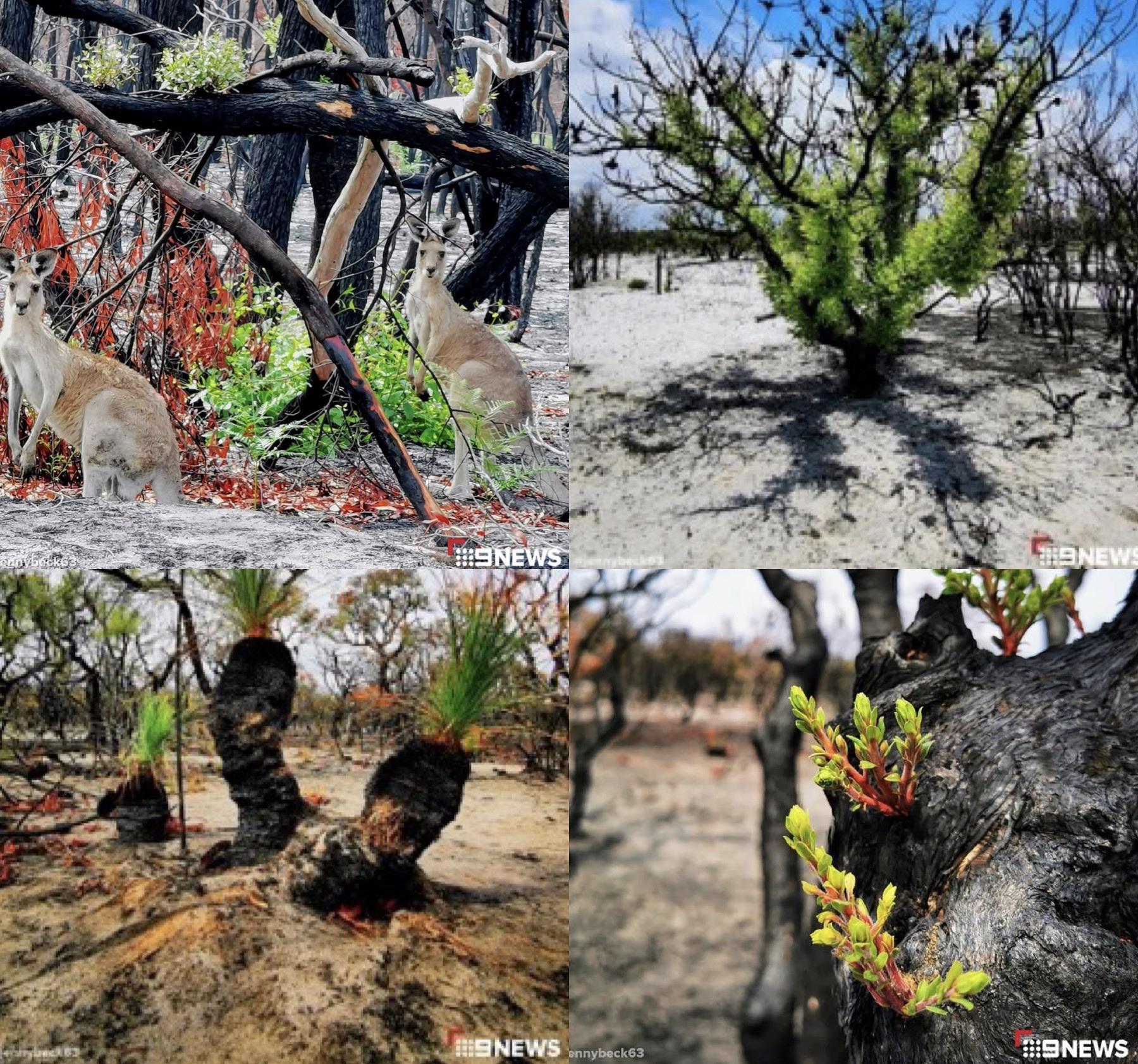 🔥 Australia’s scorched land in Woodgate already breathing new life (pictures by Jennybeck63) r